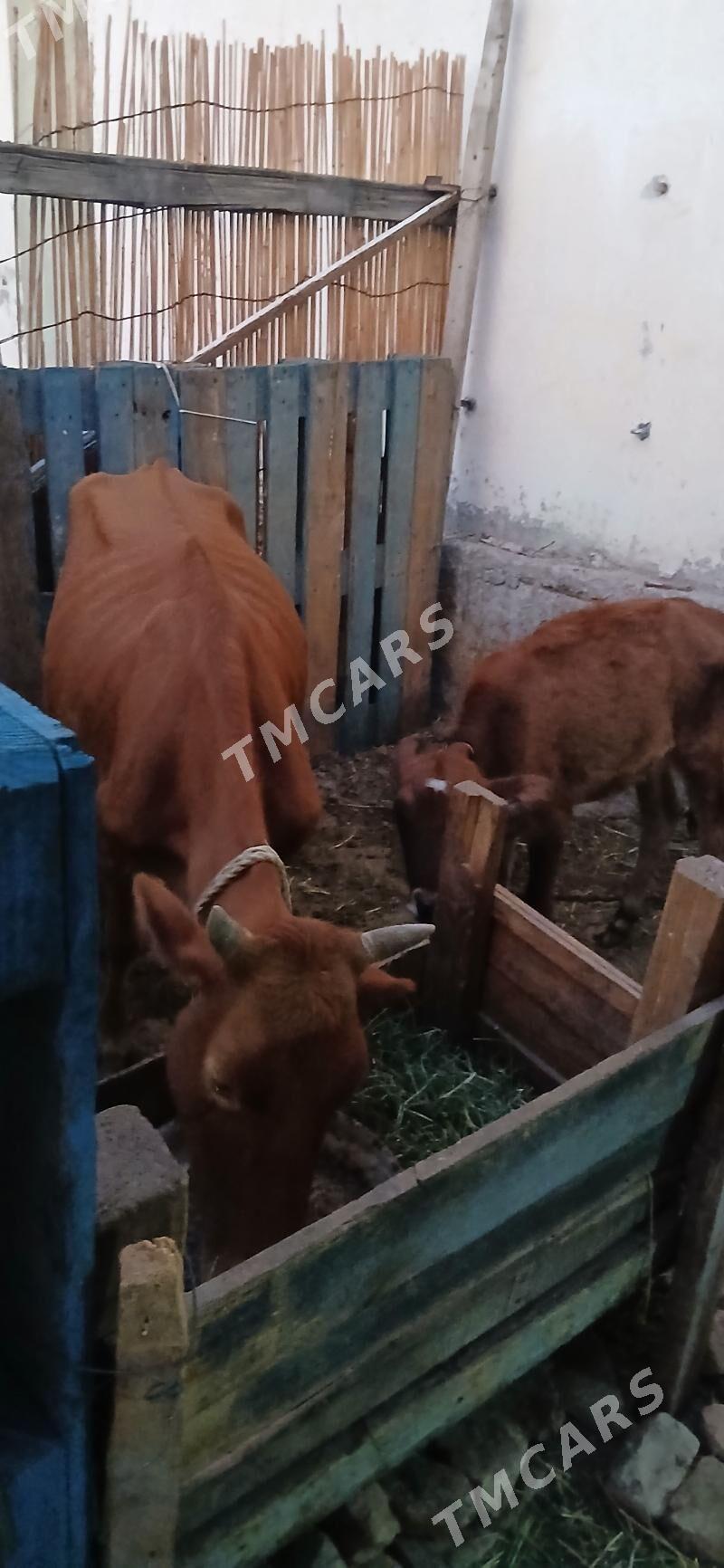 goleli sygyr - Aşgabat - img 2
