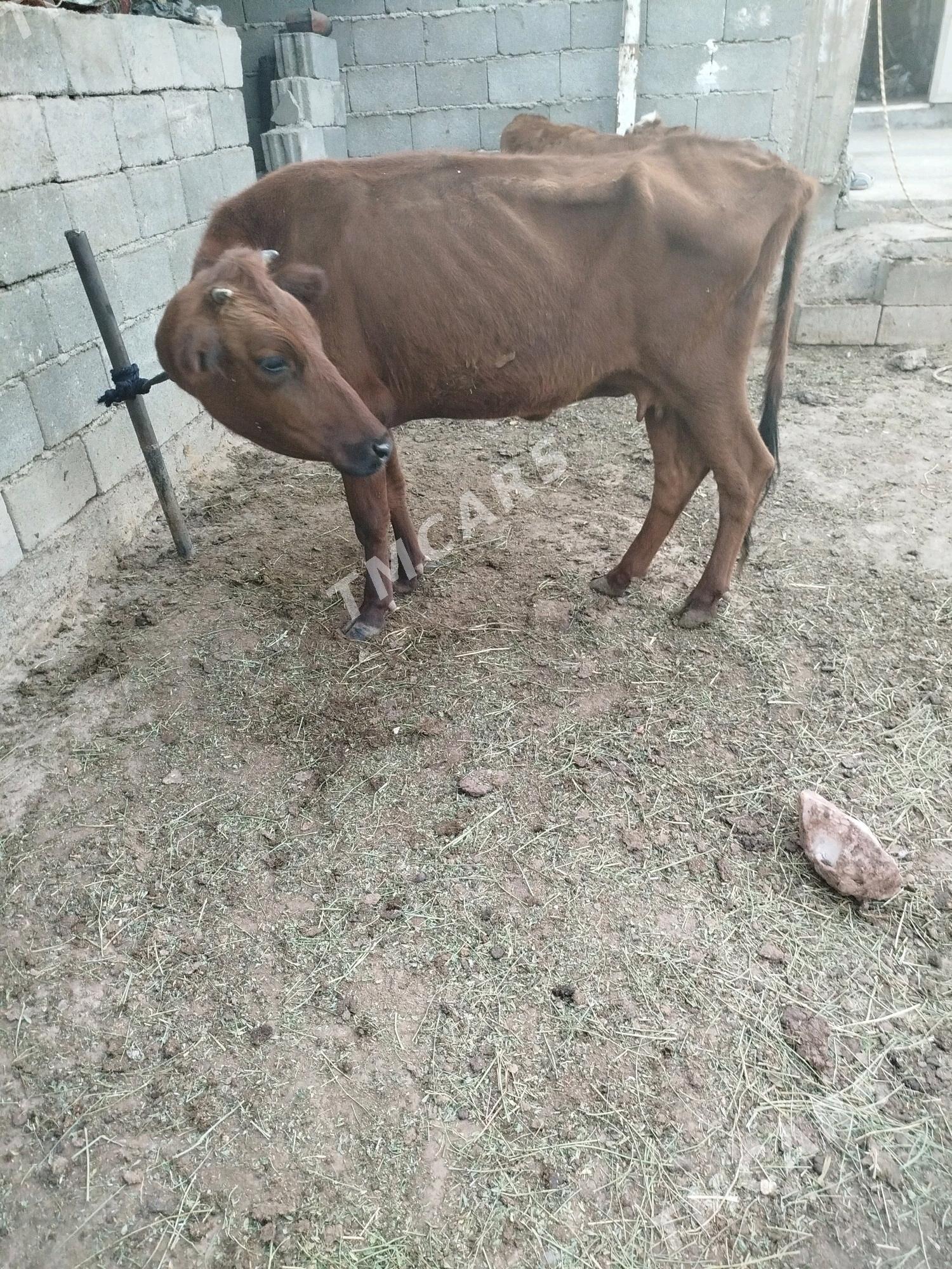 gysyr sygyr - Garadamak Şor - img 3