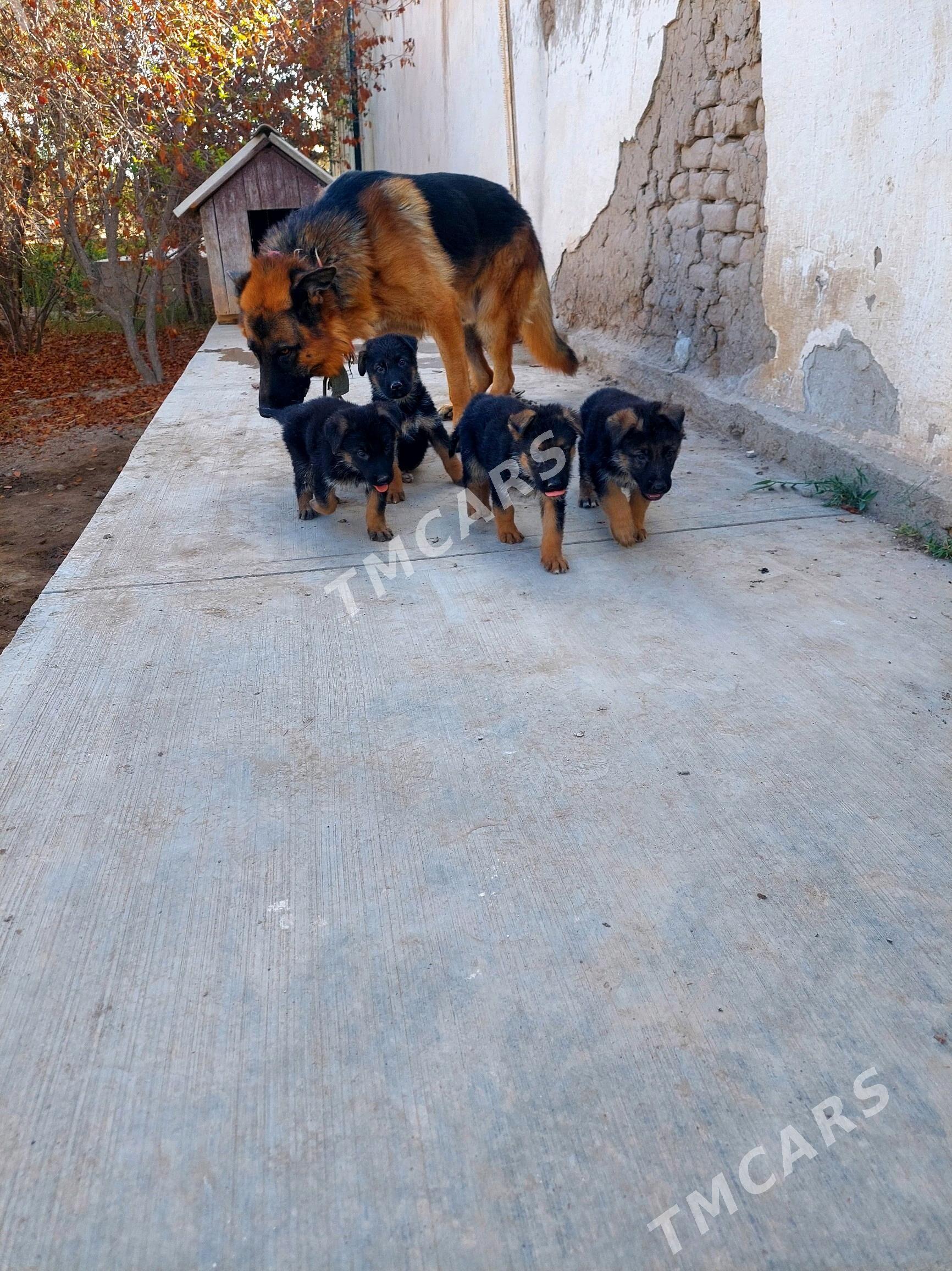 afcarka gujuk - Daşoguz - img 2