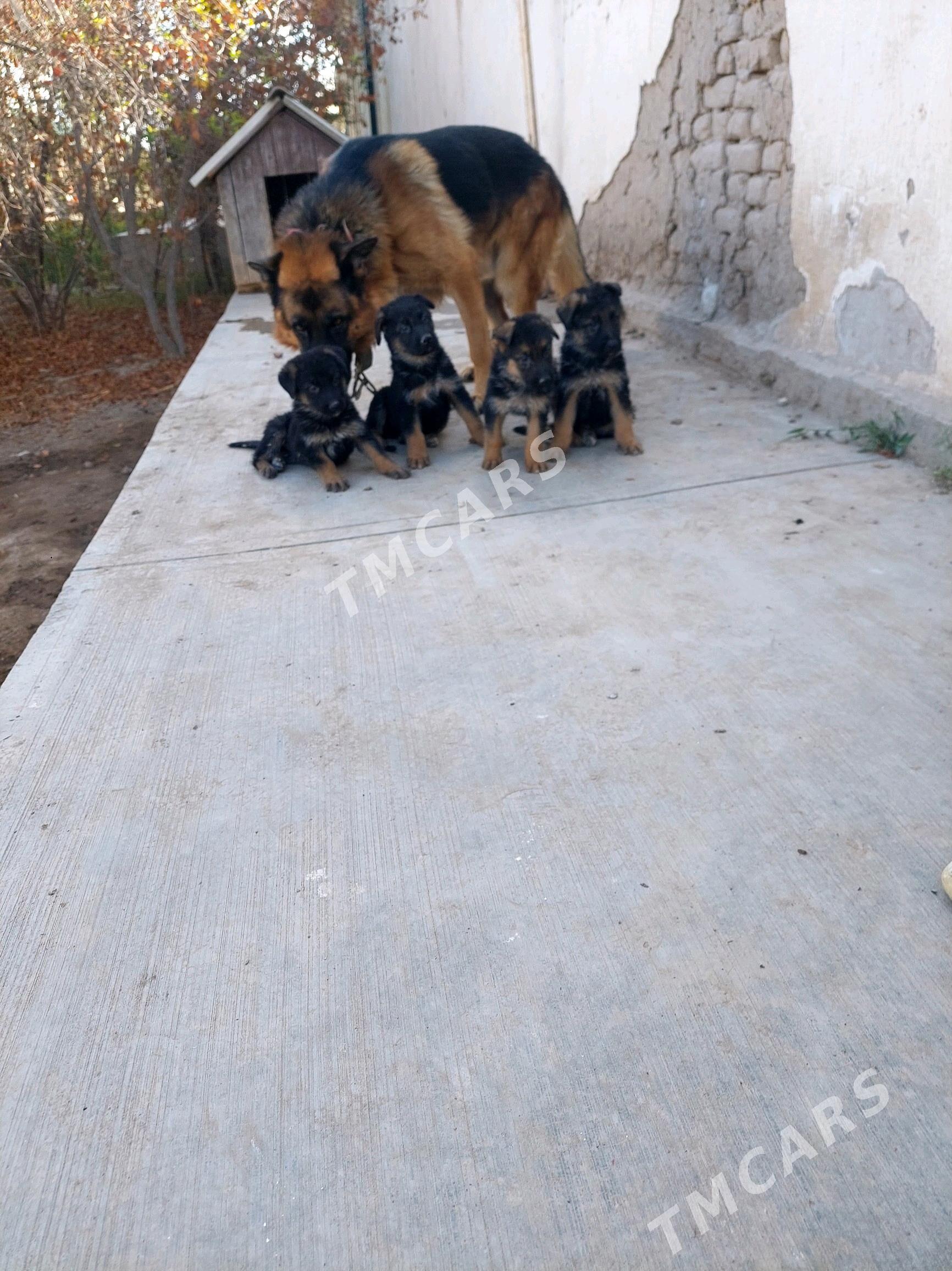 afcarka gujuk - Daşoguz - img 7