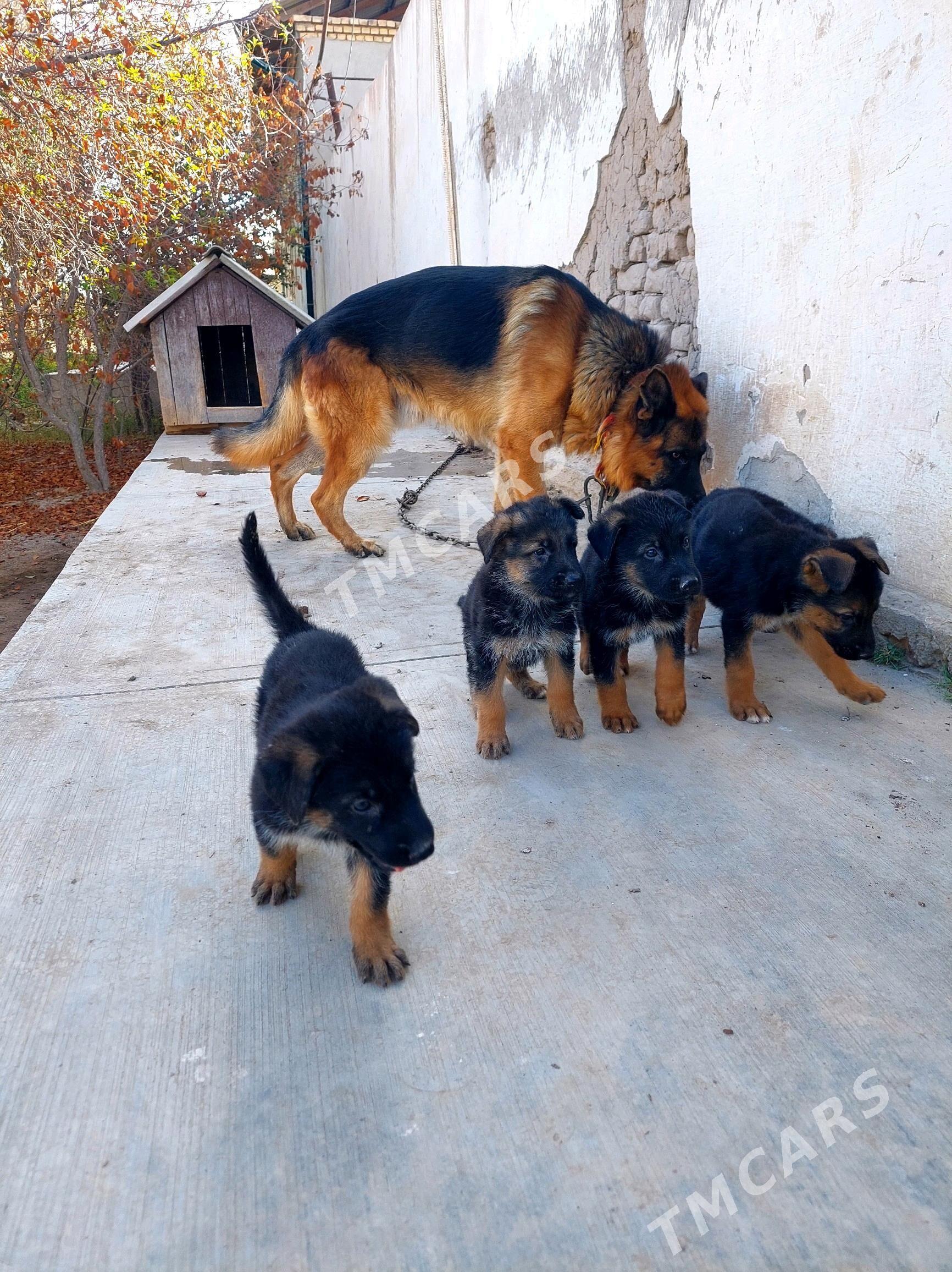afcarka gujuk - Daşoguz - img 6