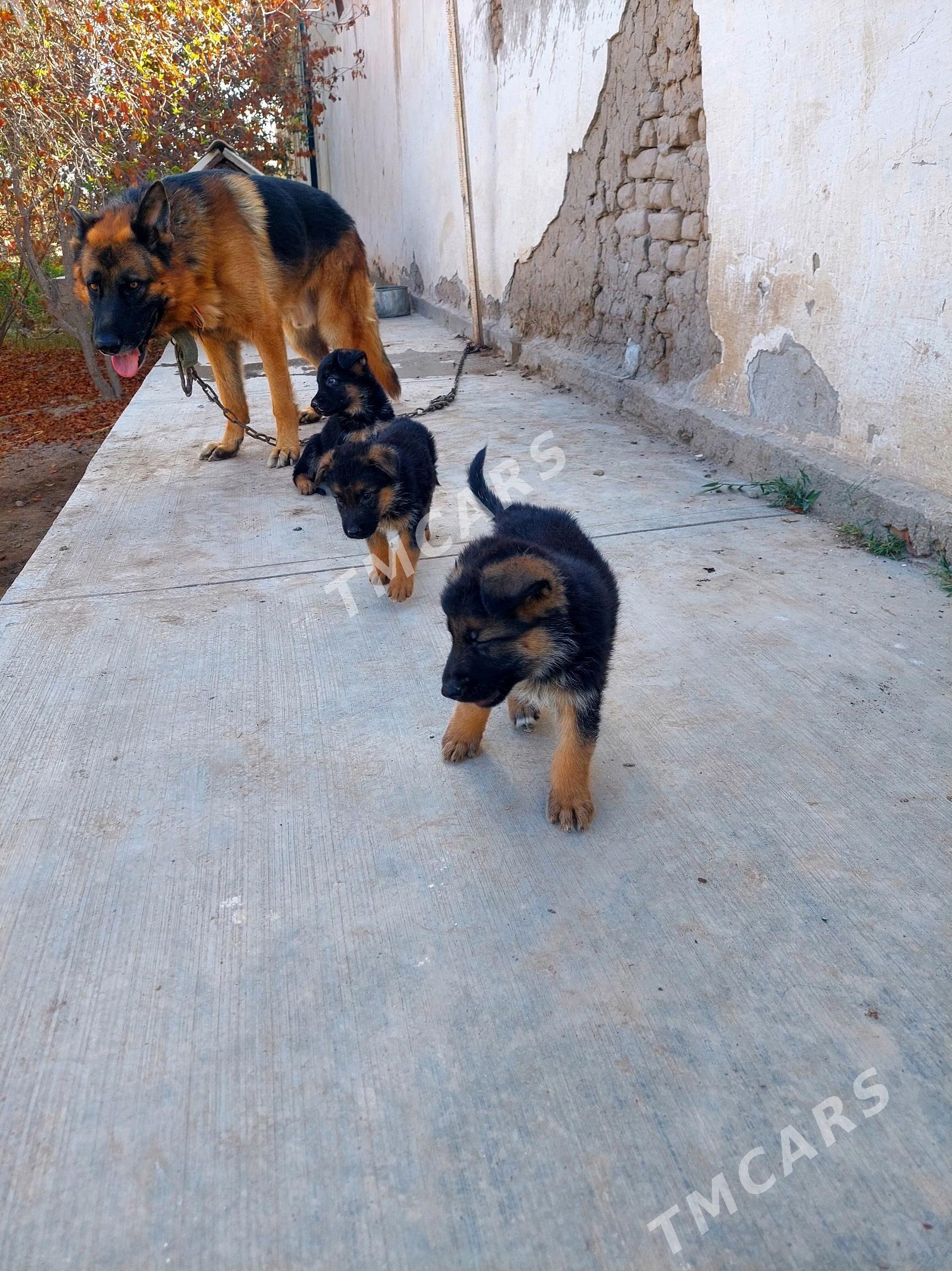 afcarka gujuk - Daşoguz - img 3