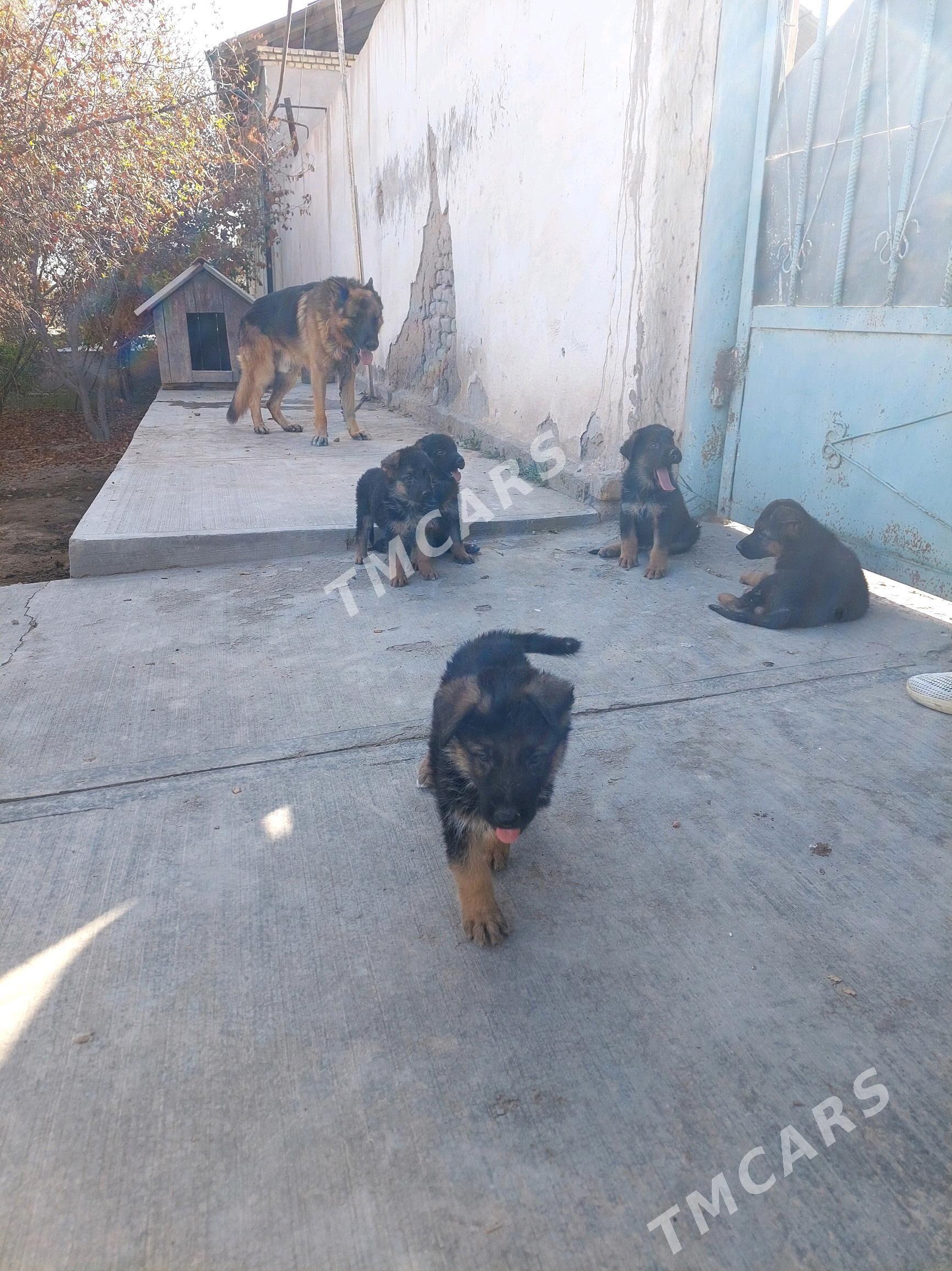afcarka gujuk - Daşoguz - img 5