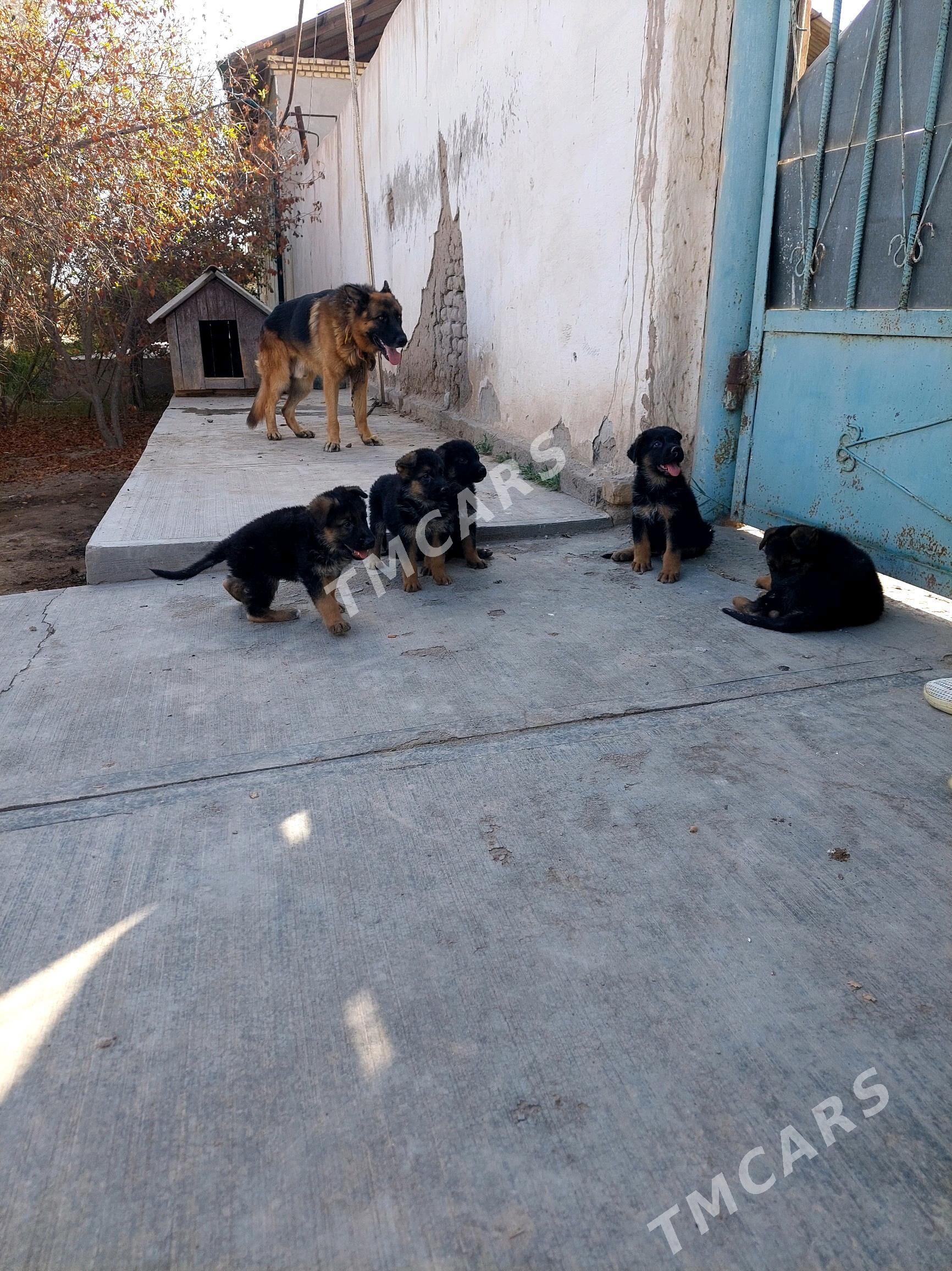 afcarka gujuk - Daşoguz - img 4