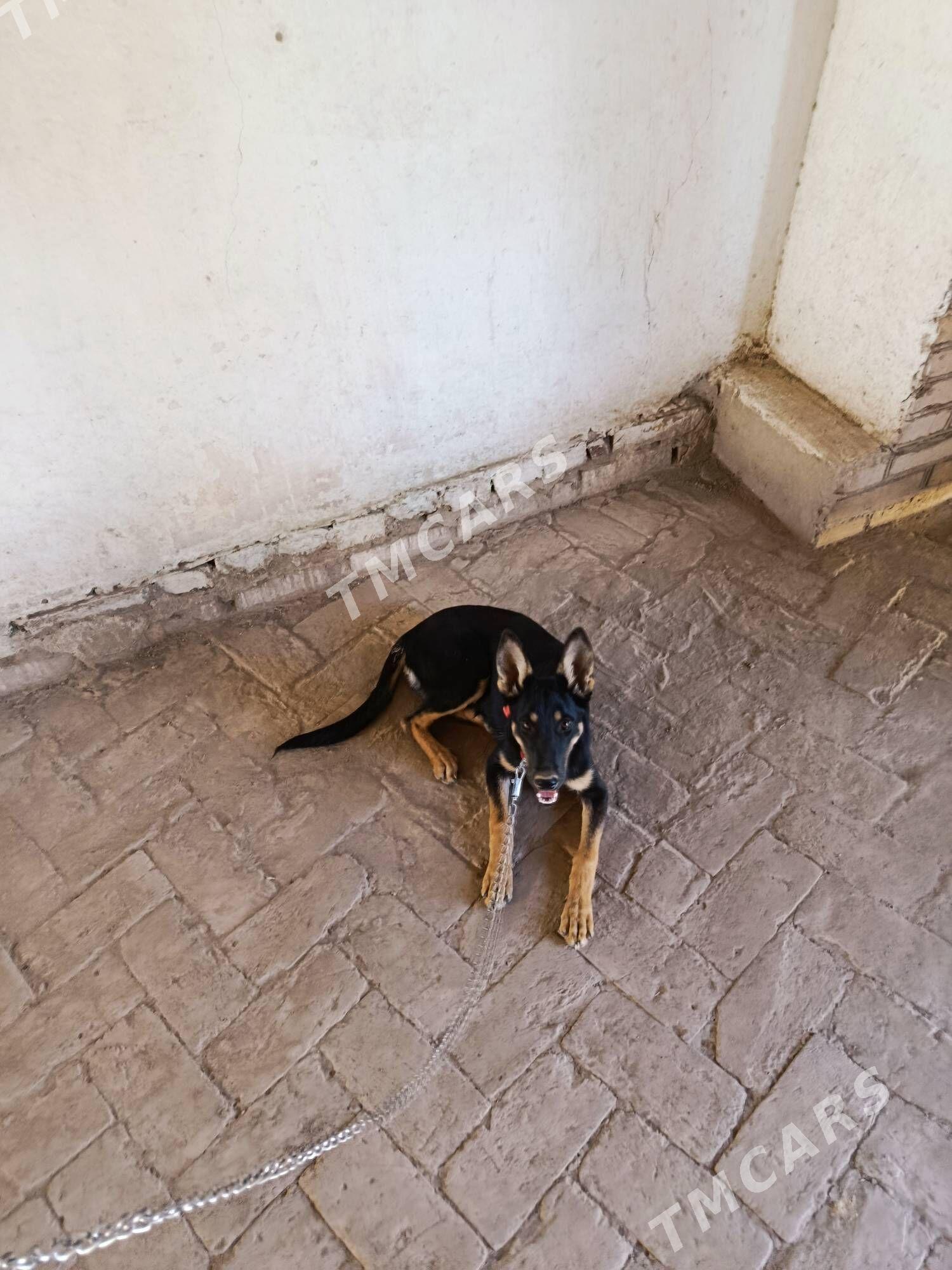 Arassa Awcarka‍🦺 - Kerki - img 2