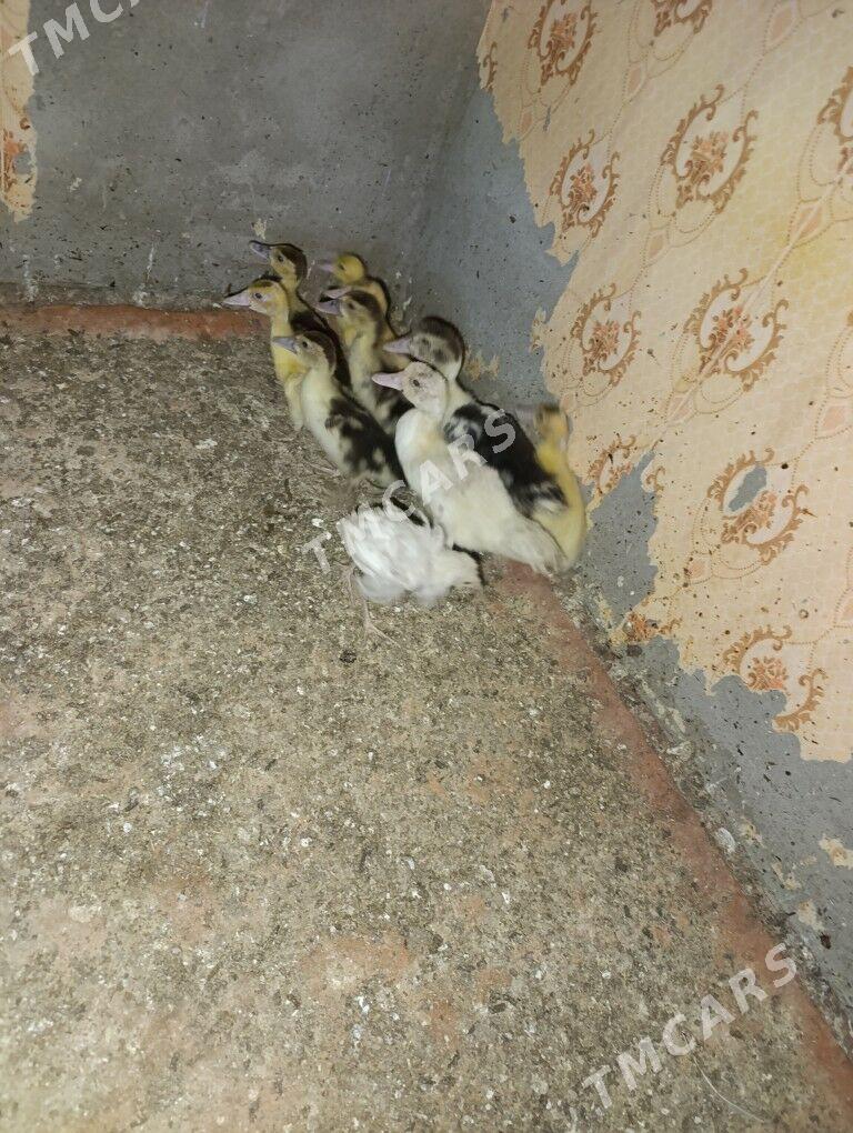 irduşka paroda ordek - Дянев - img 2