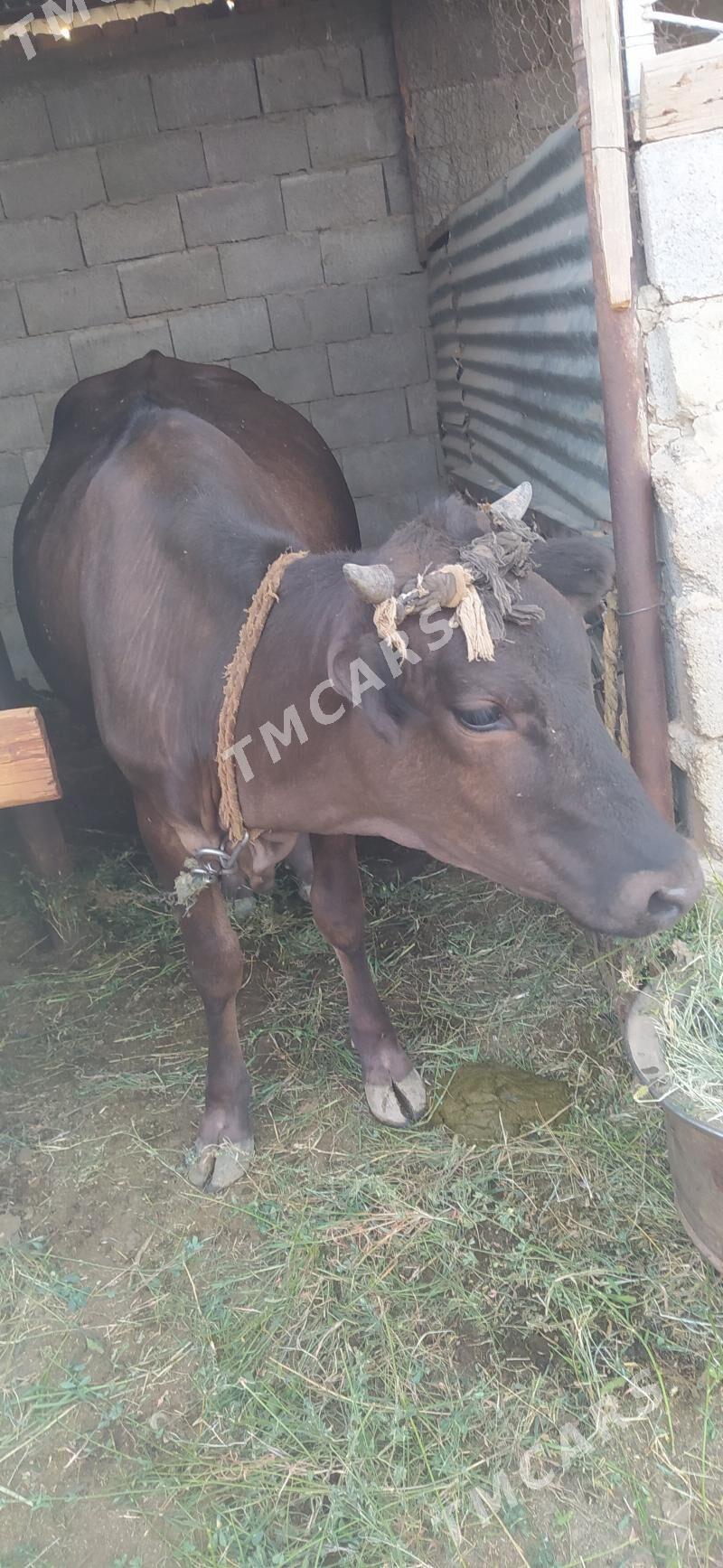 GİBRİT BOGAZ TÜWE - Gökdepe - img 3