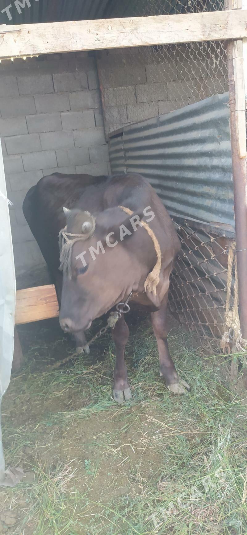 GİBRİT BOGAZ TÜWE - Gökdepe - img 2