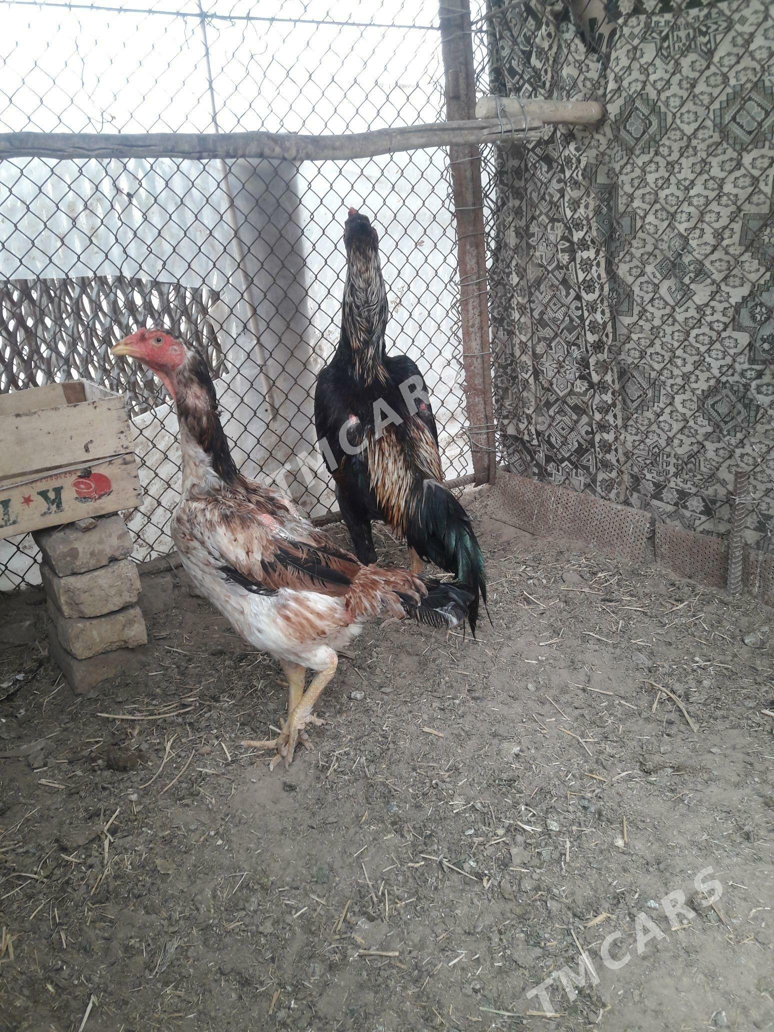 taşkent horaz - Sakarçäge - img 3