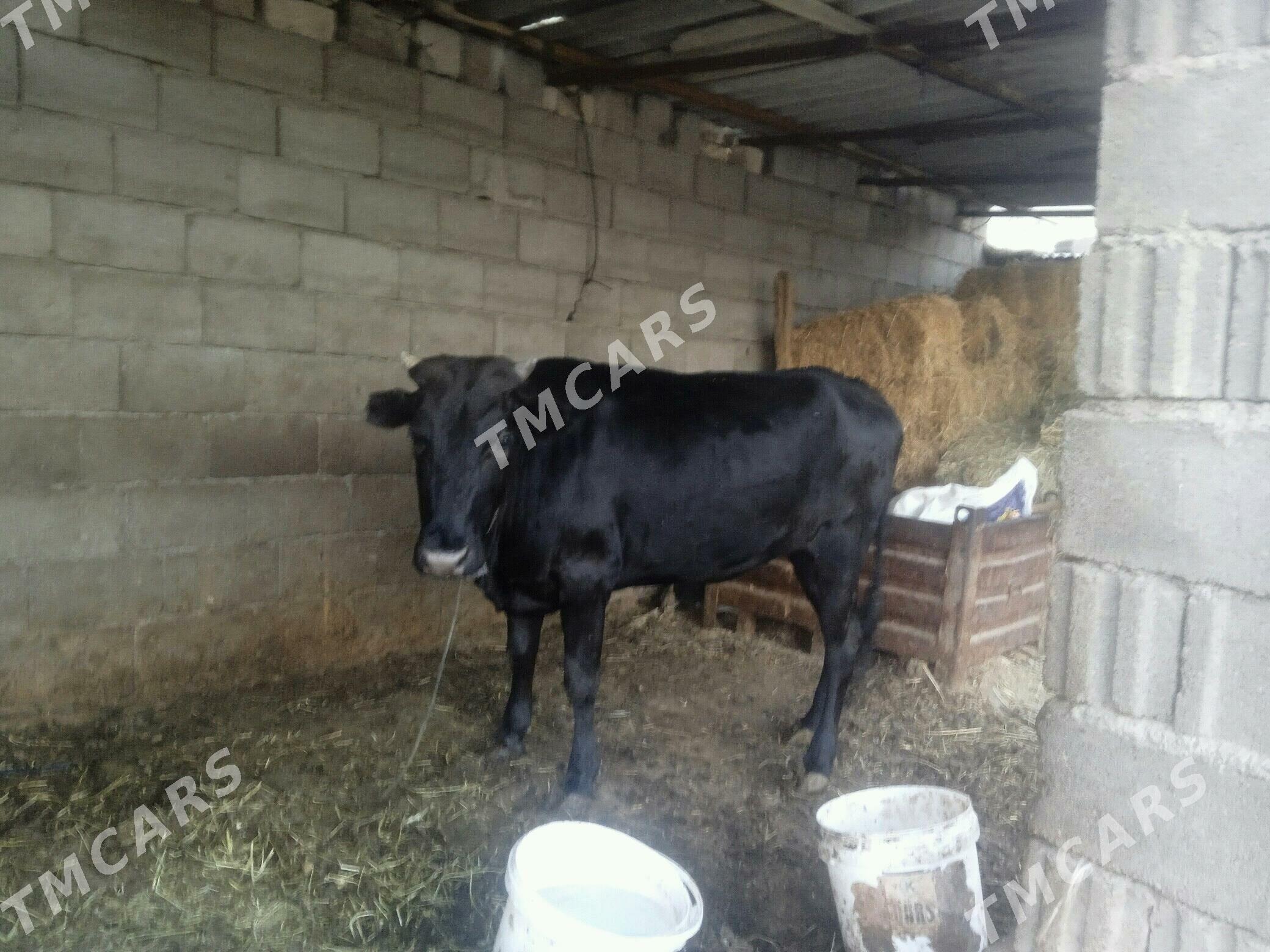 Gysyr tuwe - Бузмеин - img 2
