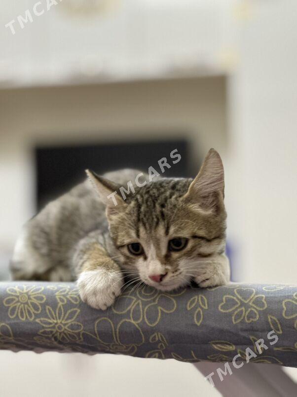 котенок - Mary - img 2