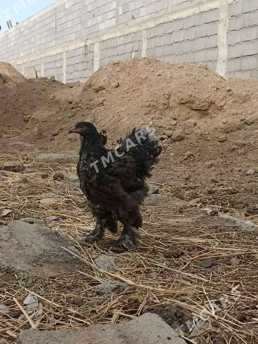 BRAMA ŶAŞ JUJELER - Aşgabat - img 6
