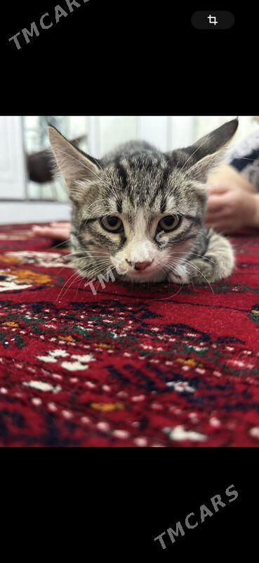 котенок - Мары - img 2