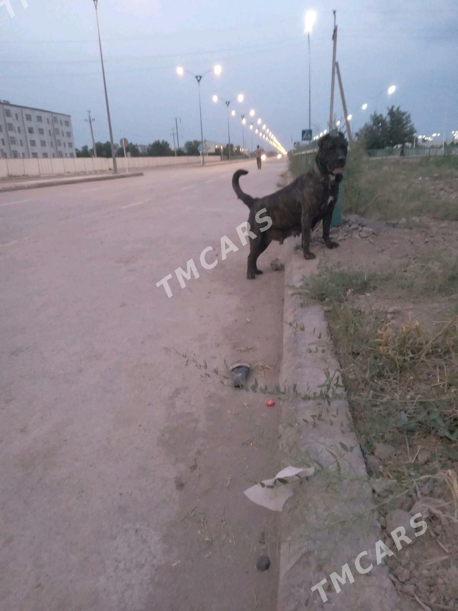 pitbul - Дашогуз - img 2
