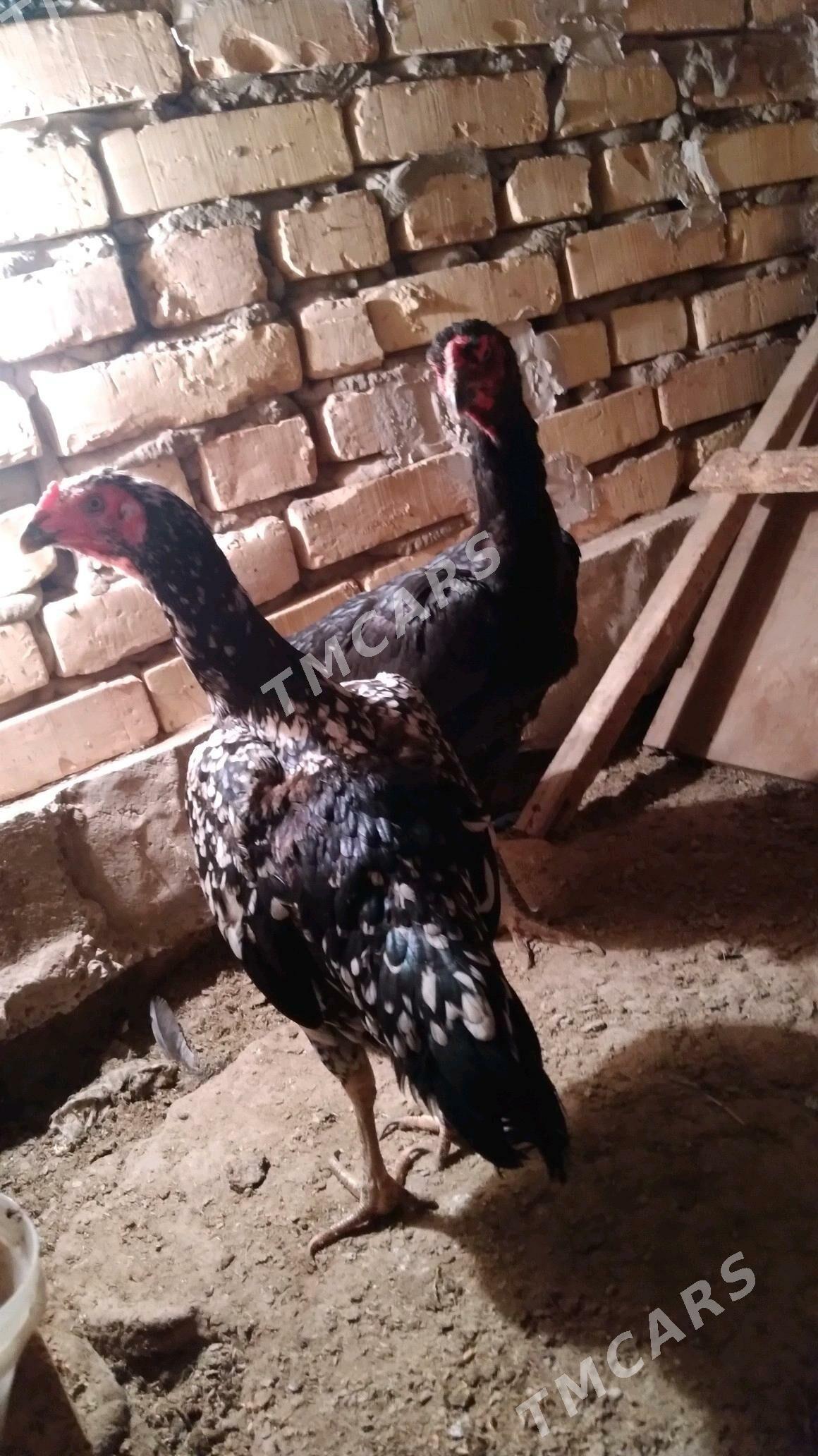towyk - Daşoguz - img 3