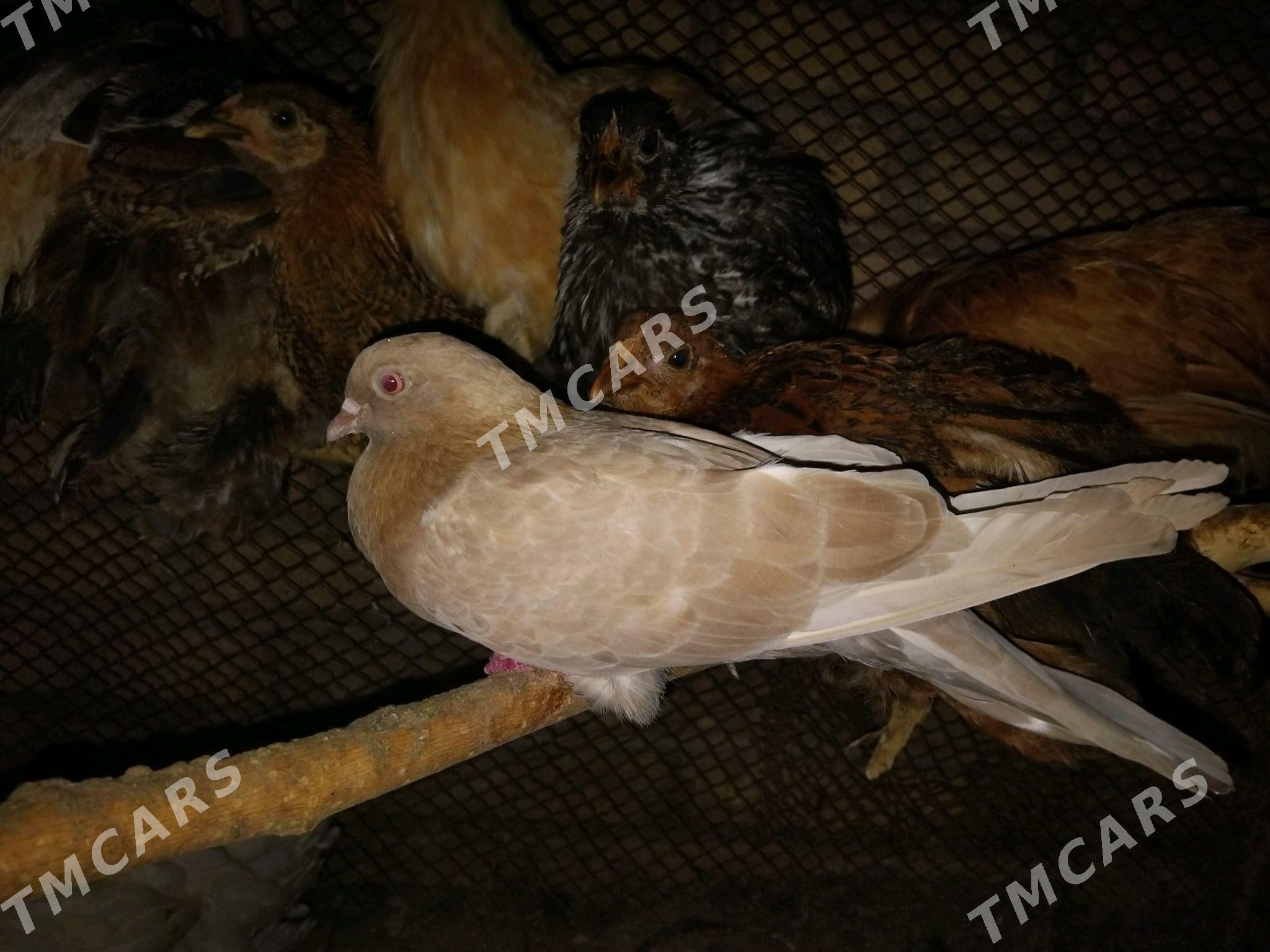 kepderi - Türkmengala - img 2