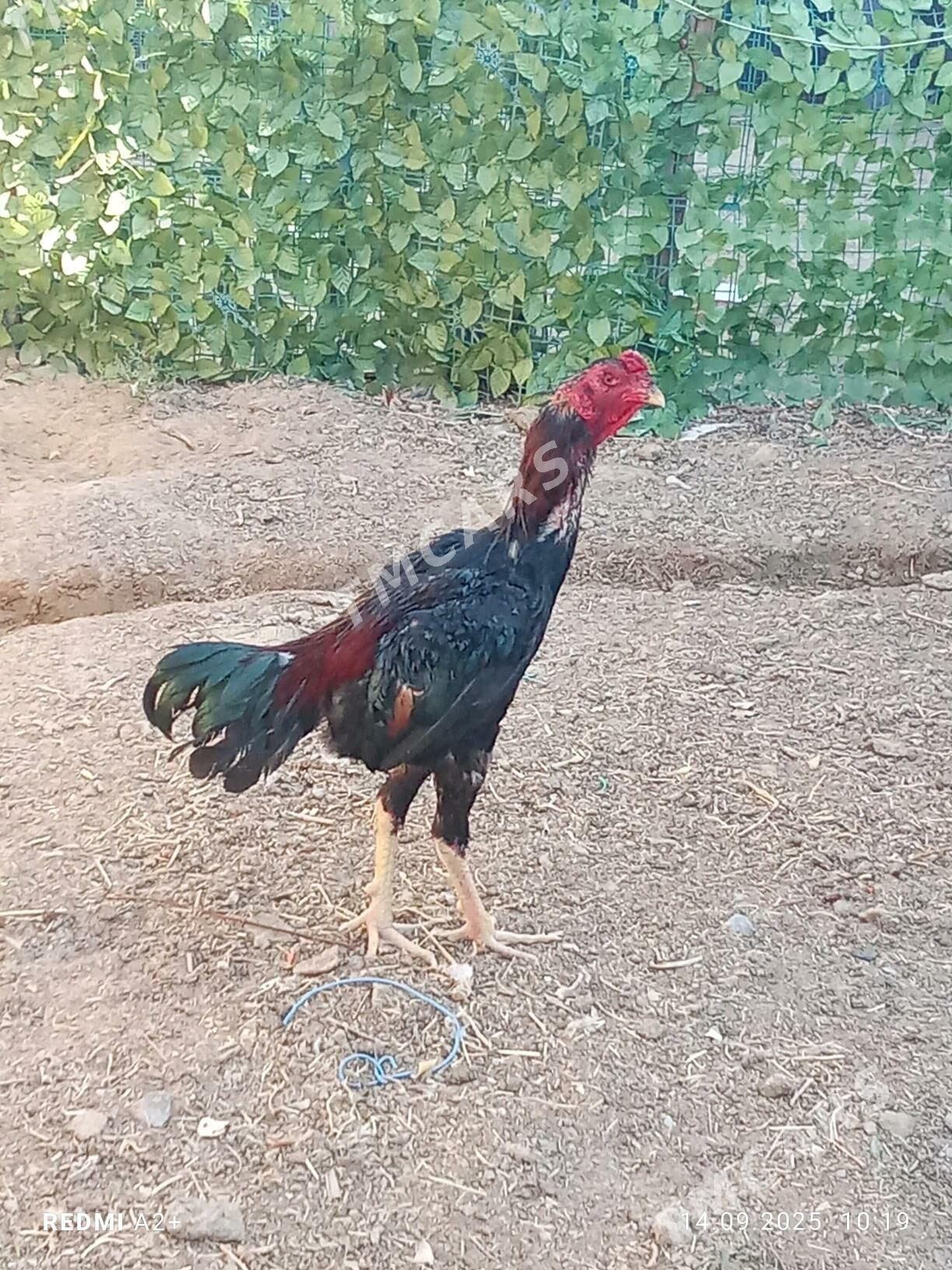 taşkent horaz - Гёкдже - img 3