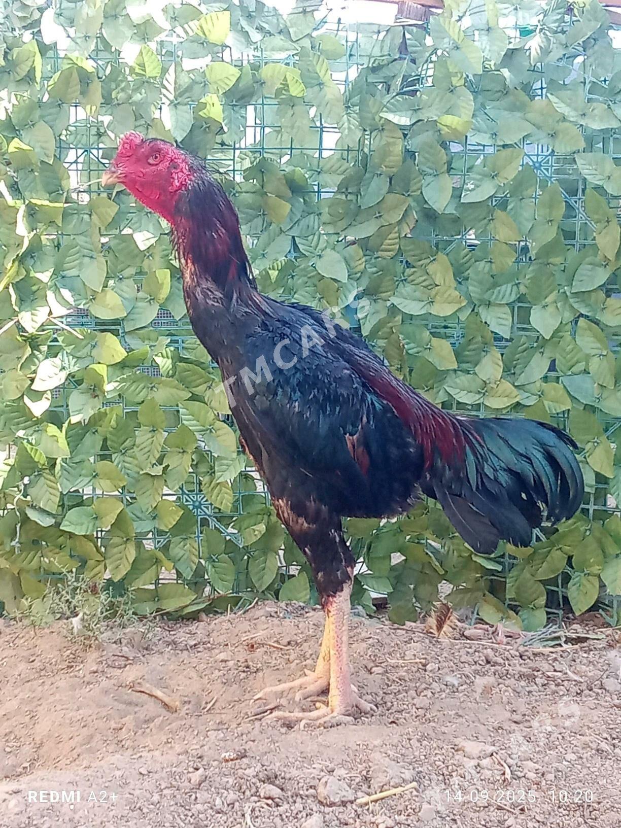 taşkent horaz - Гёкдже - img 2