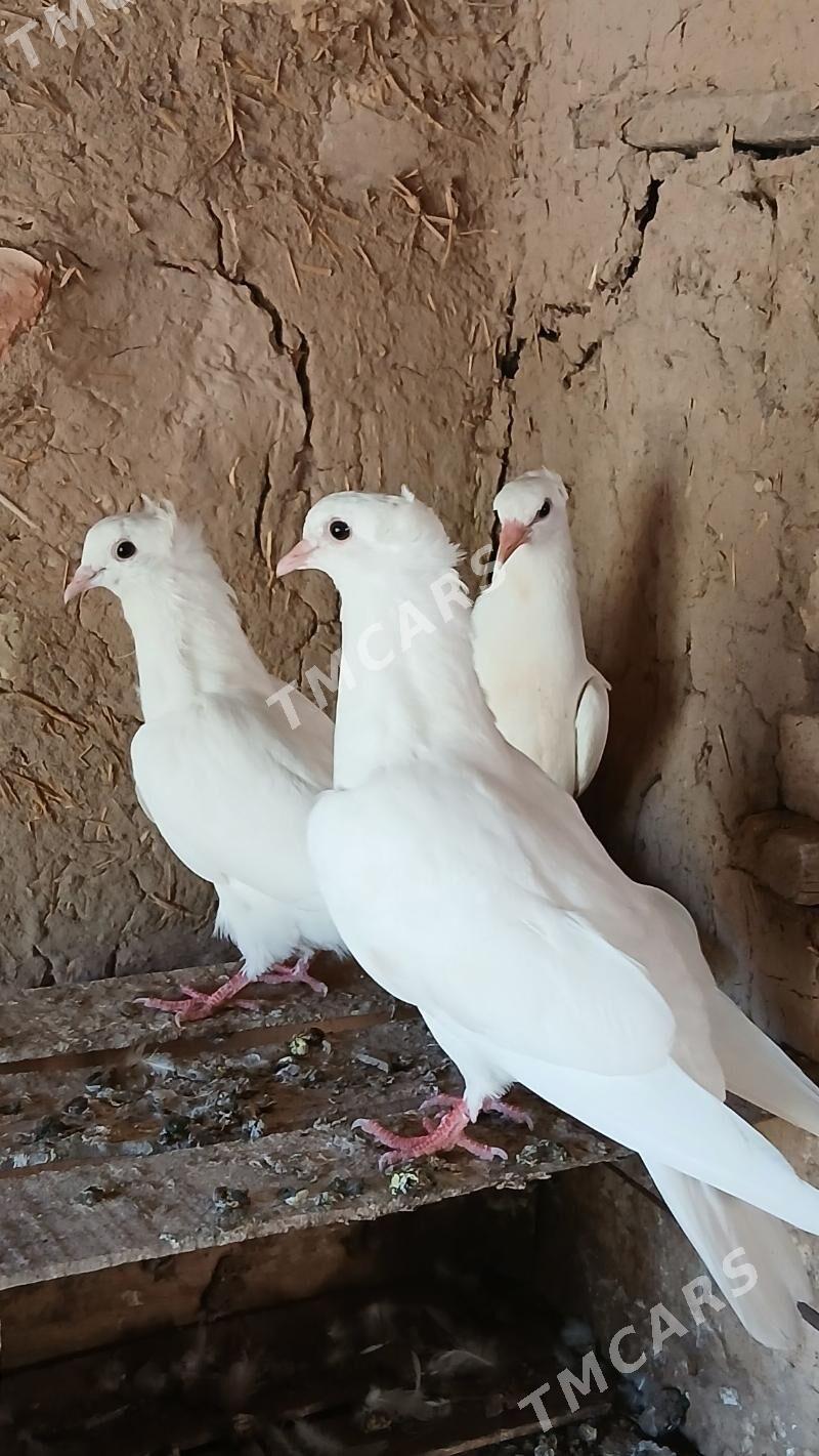 kepderi - Tejen - img 3