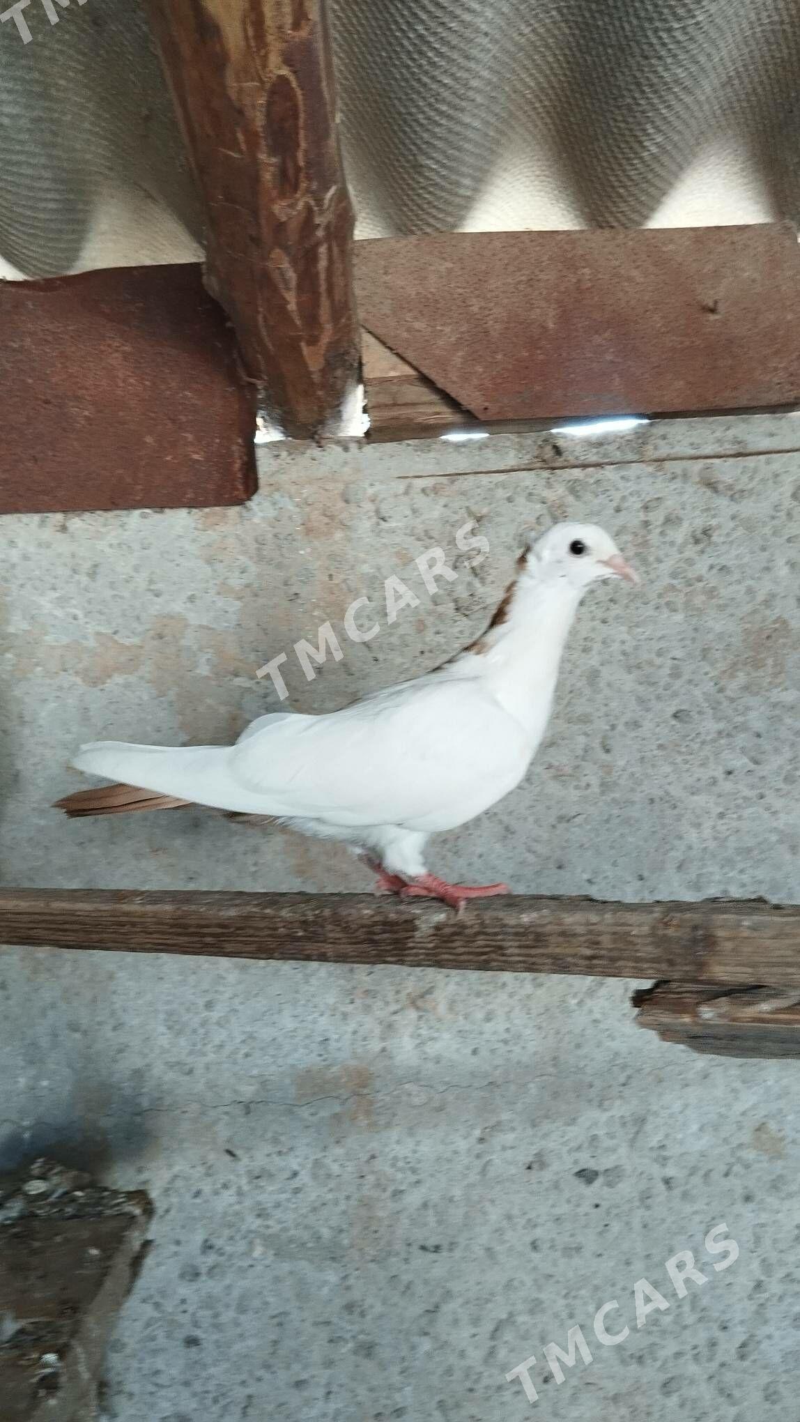 kepderi - Tejen - img 2