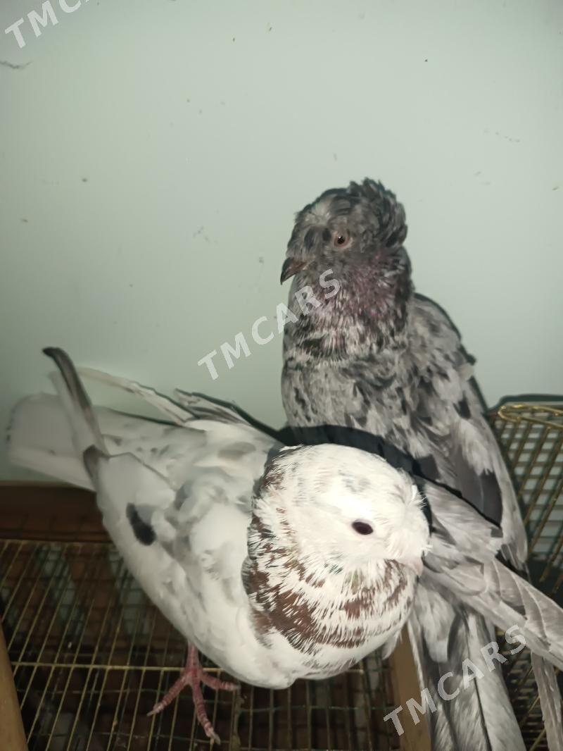 kepteri - Türkmenabat - img 1