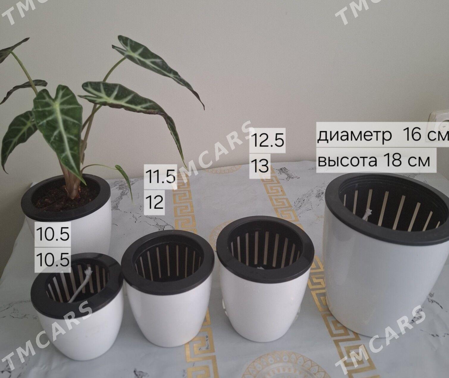 gul комнатные растения - Parahat 2 - img 2