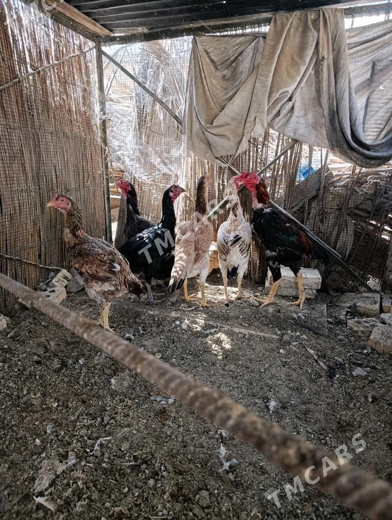 towuk horaz - Сакарчага - img 3