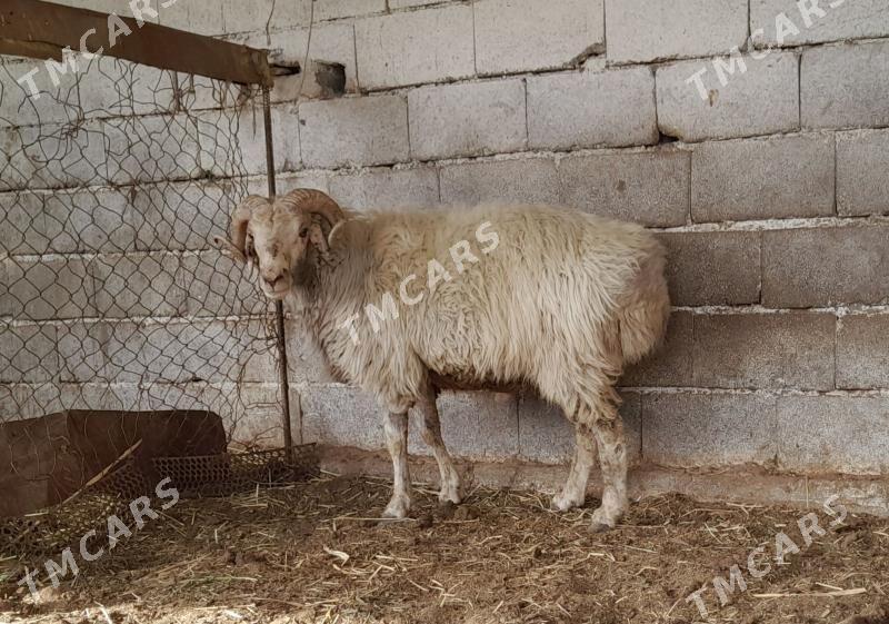 goç - Gökdepe - img 2