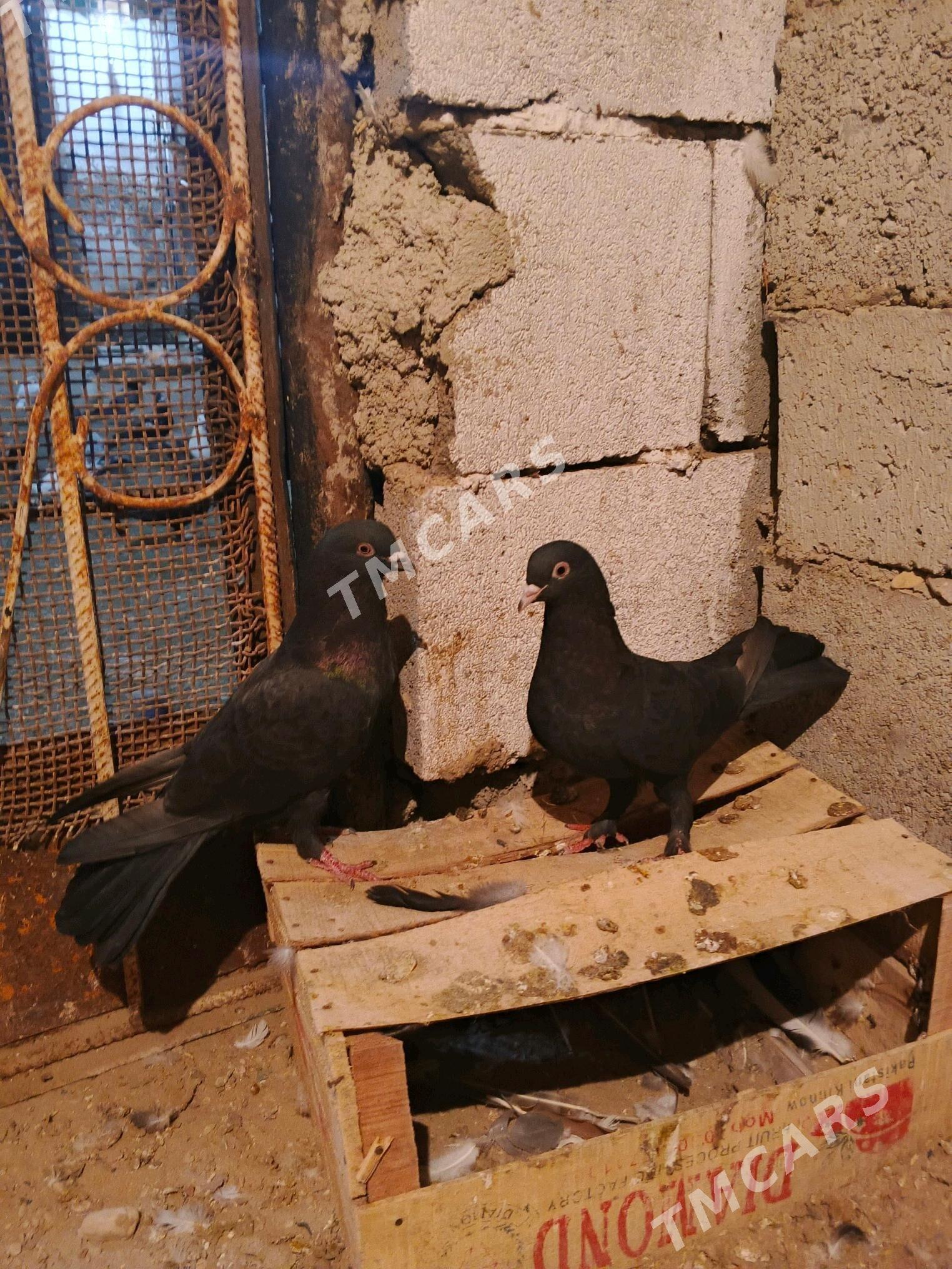 kepderi - Balkanabat - img 2