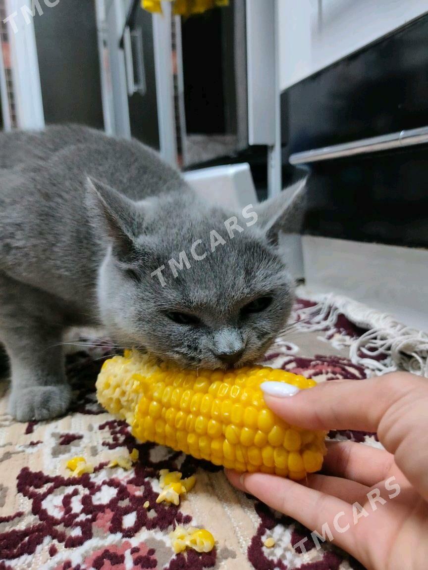 кошка - Мары - img 2