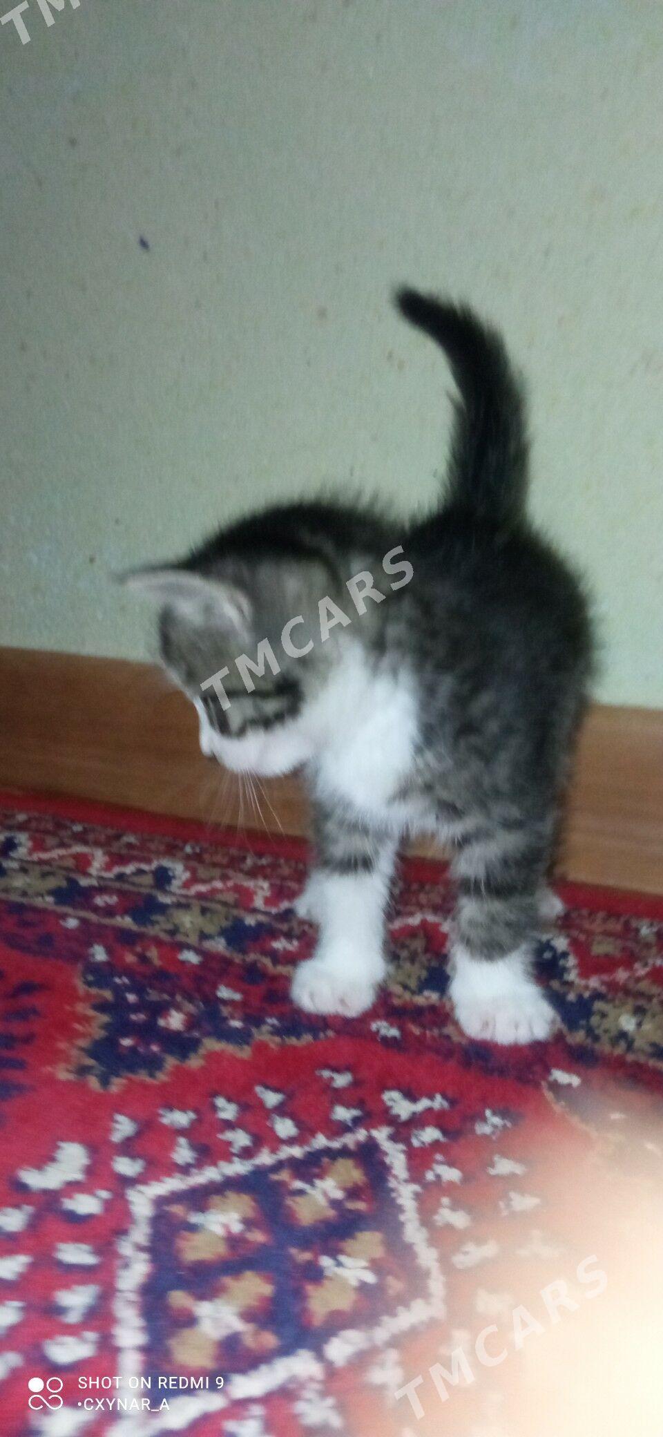 кошка - Дашогуз - img 3
