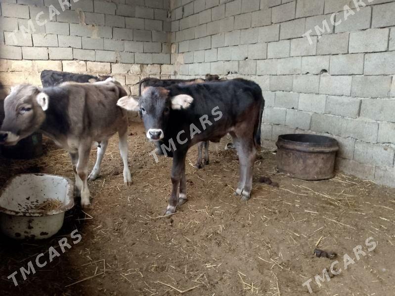 4öküz 1tüwe - Gyzylarbat - img 2