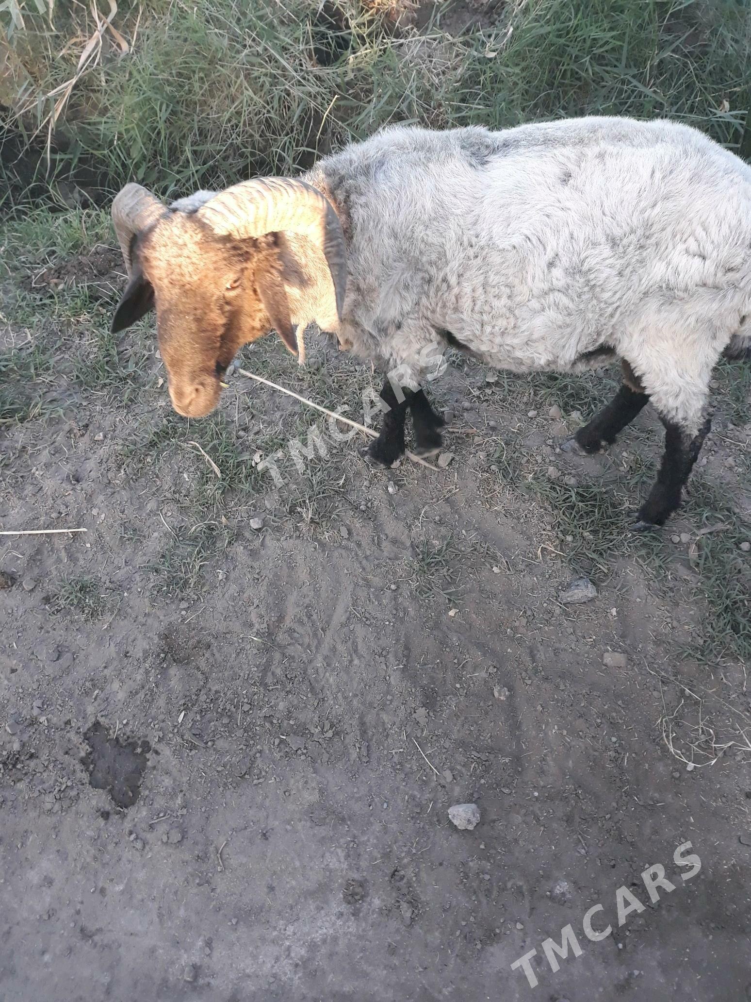 koçkar - Türkmenabat - img 3