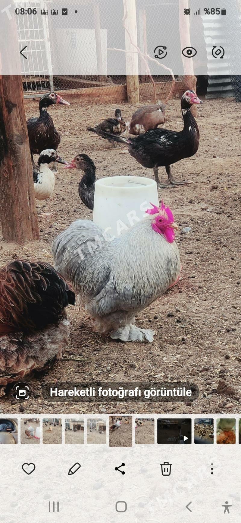 karlik kokunhin - Çoganly - img 3
