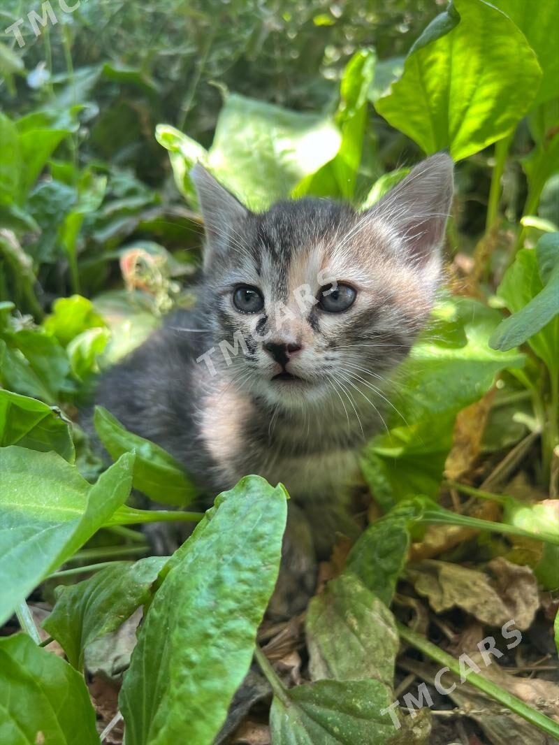 котята - Türkmenabat - img 2