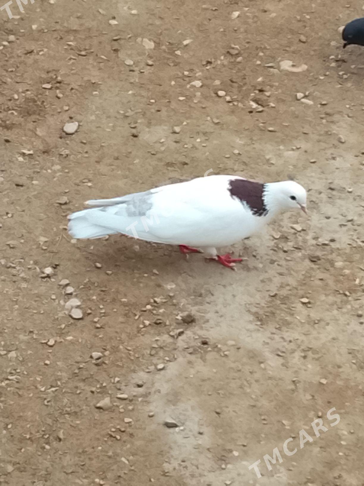 kepderi - Jebel - img 2