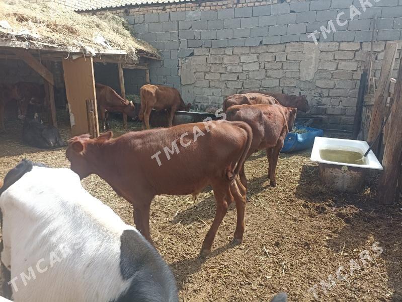 öküzçe tüwe öküz göle - Aşgabat - img 6