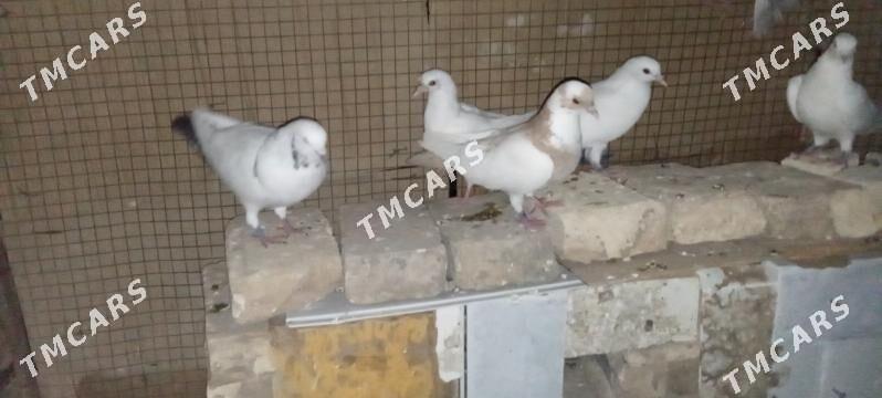 kepderi - Şatlyk - img 3