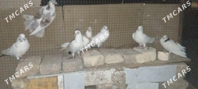 kepderi - Şatlyk - img 5