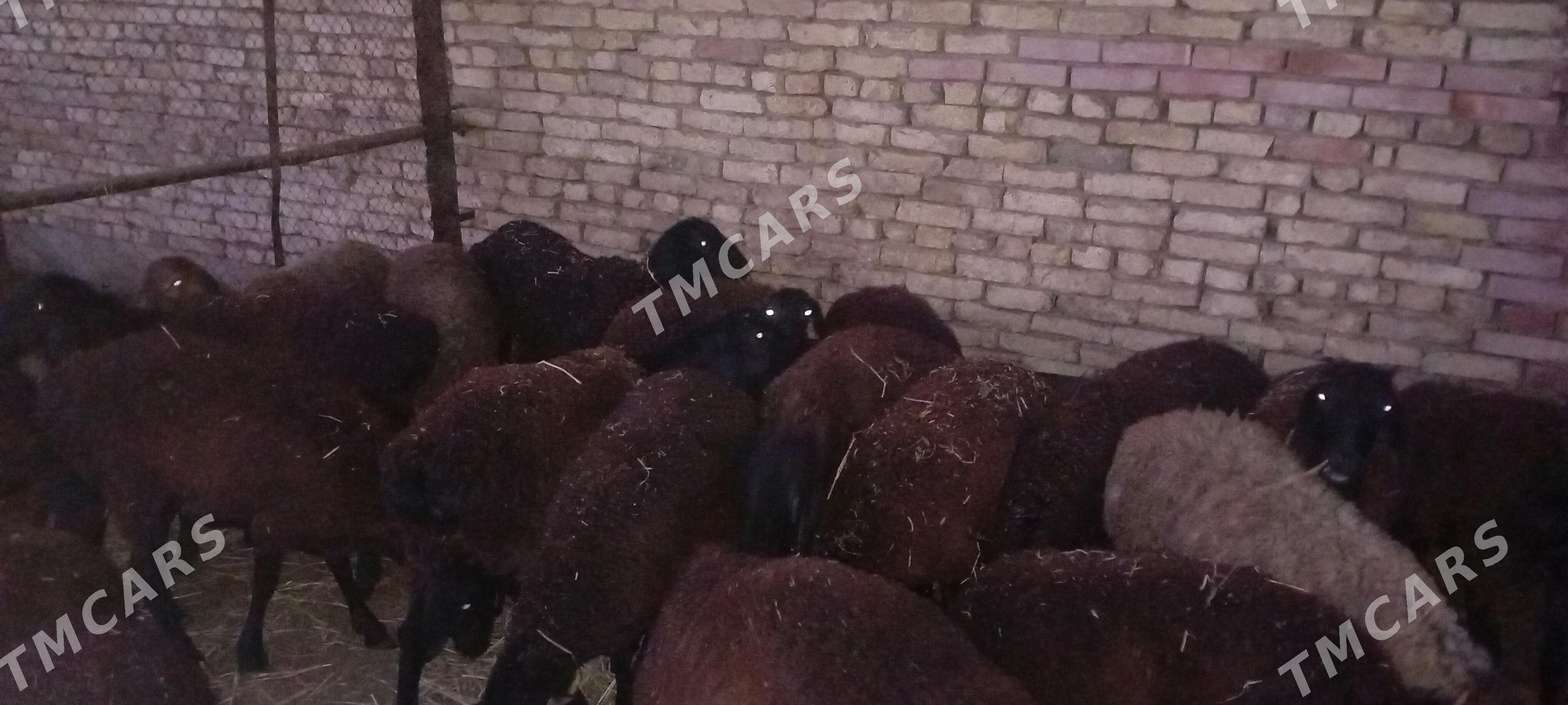 gisar goyunlar - Мары - img 2