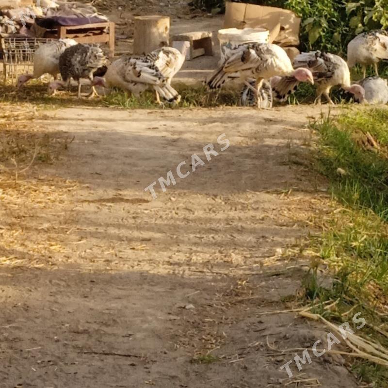 индук - Сакар - img 4