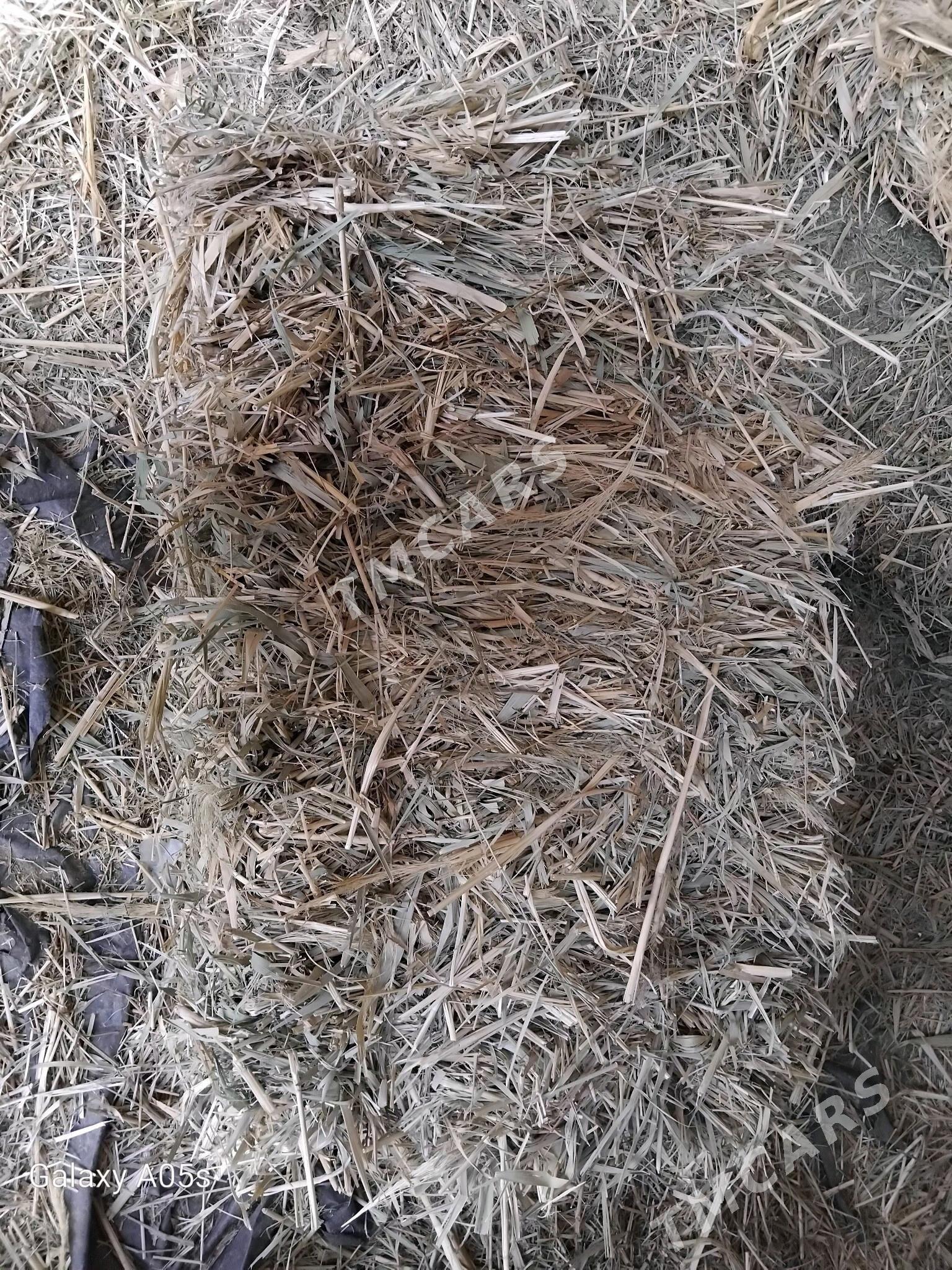 gamyṣ̌ - Ak bugdaý etraby - img 1