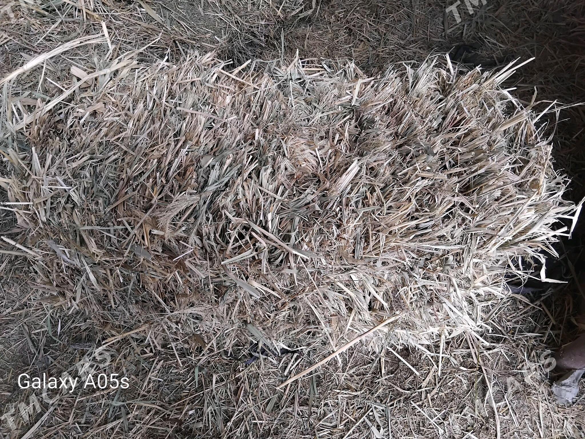 gamyṣ̌ - Ak bugdaý etraby - img 4