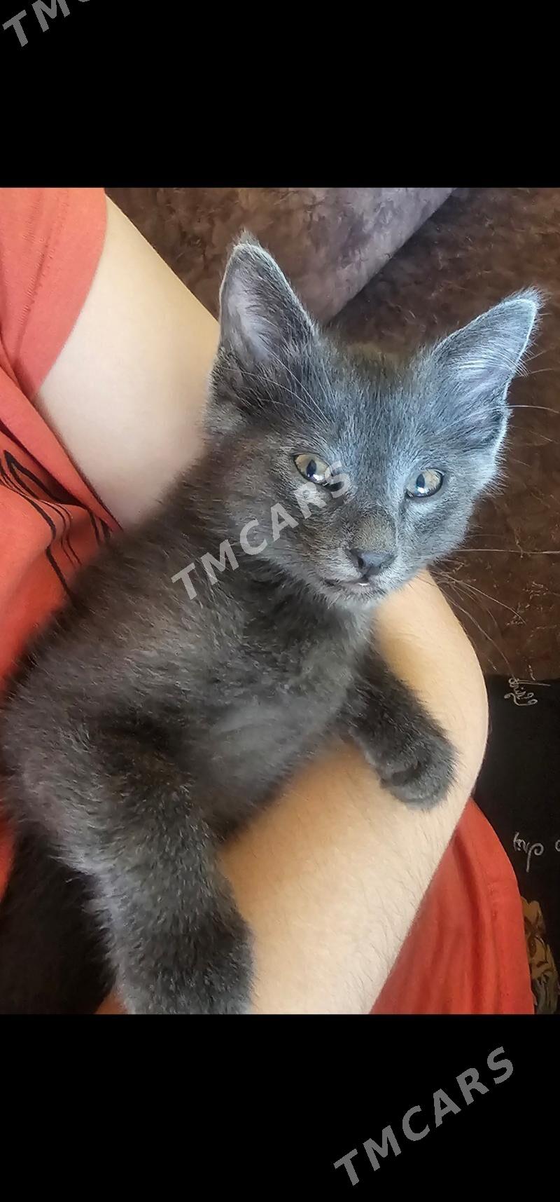 pişik - Дашогуз - img 2