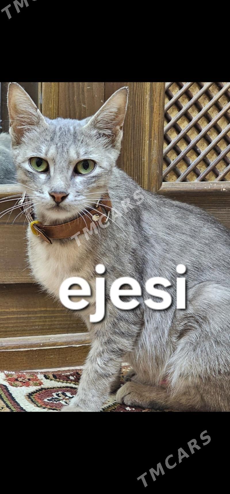 pişik - Дашогуз - img 6