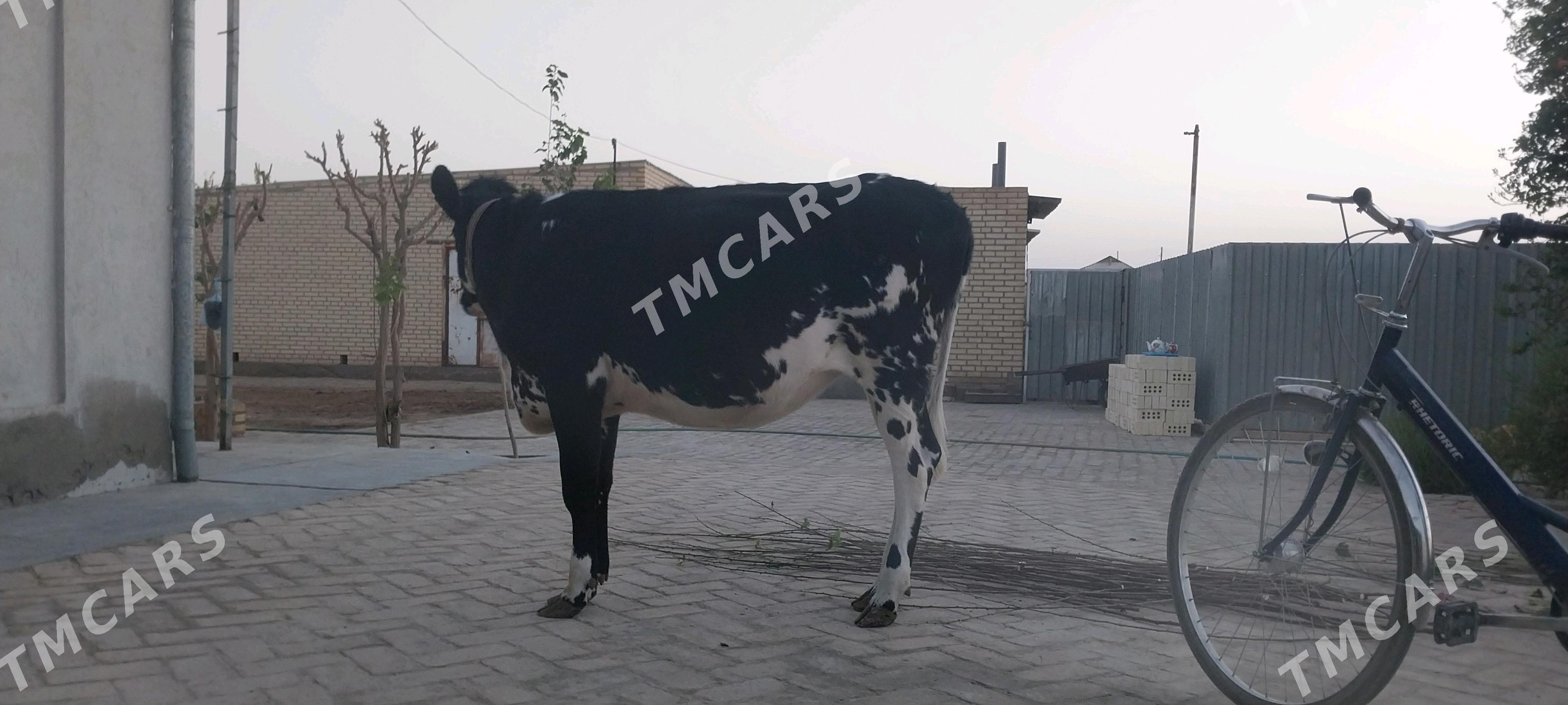 Туве - Baýramaly - img 2