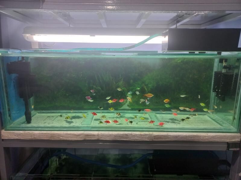 AKWARIUM - Туркменабат - img 1