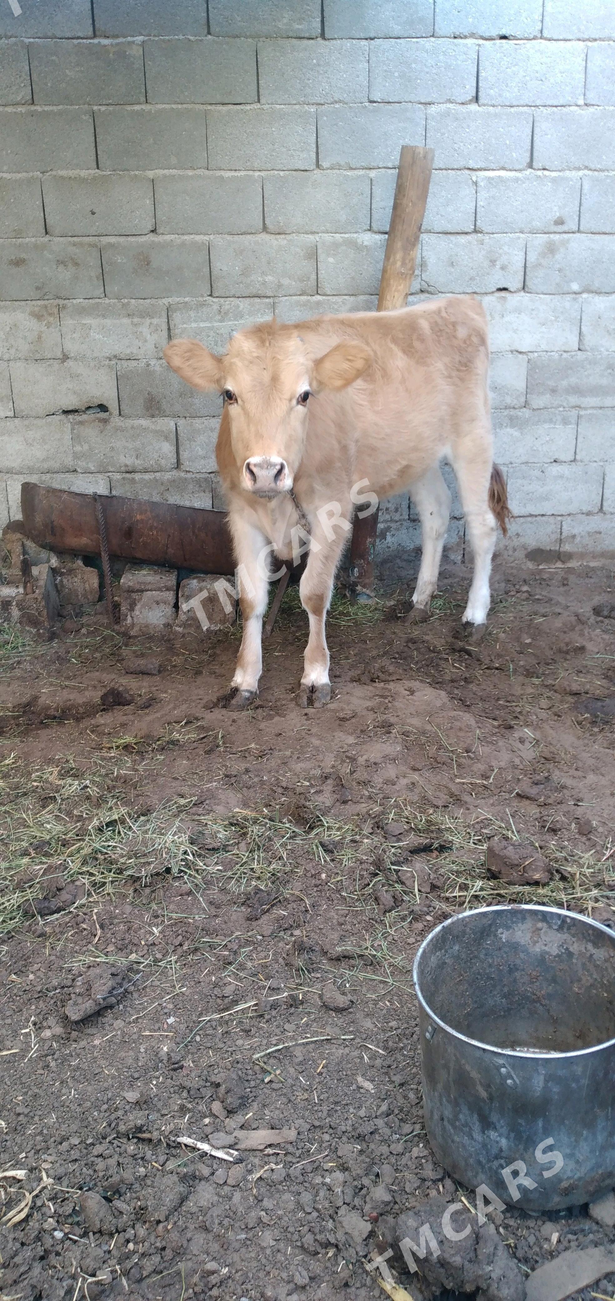 göle - Garadamak - img 2