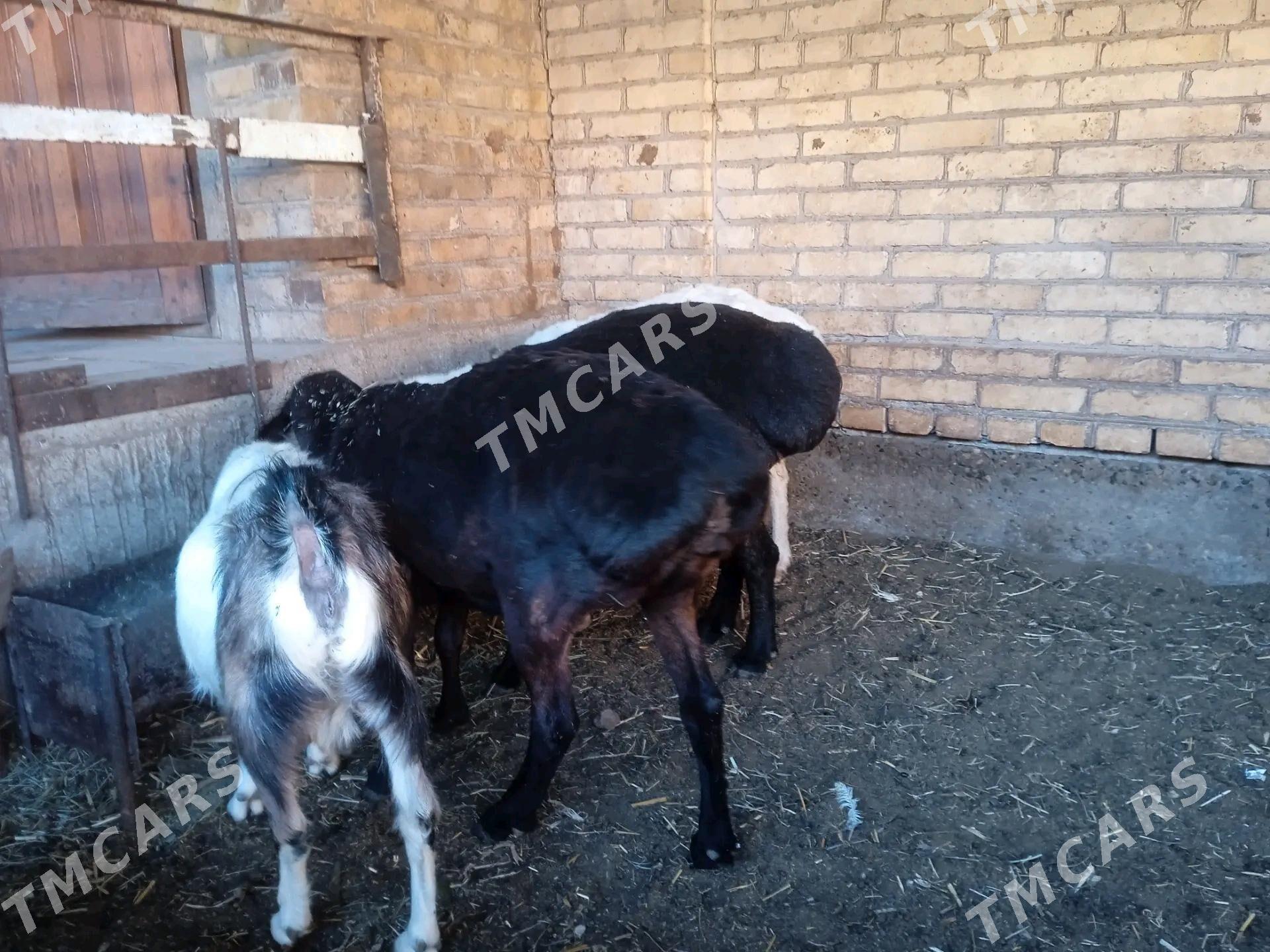kockar - Туркменабат - img 7