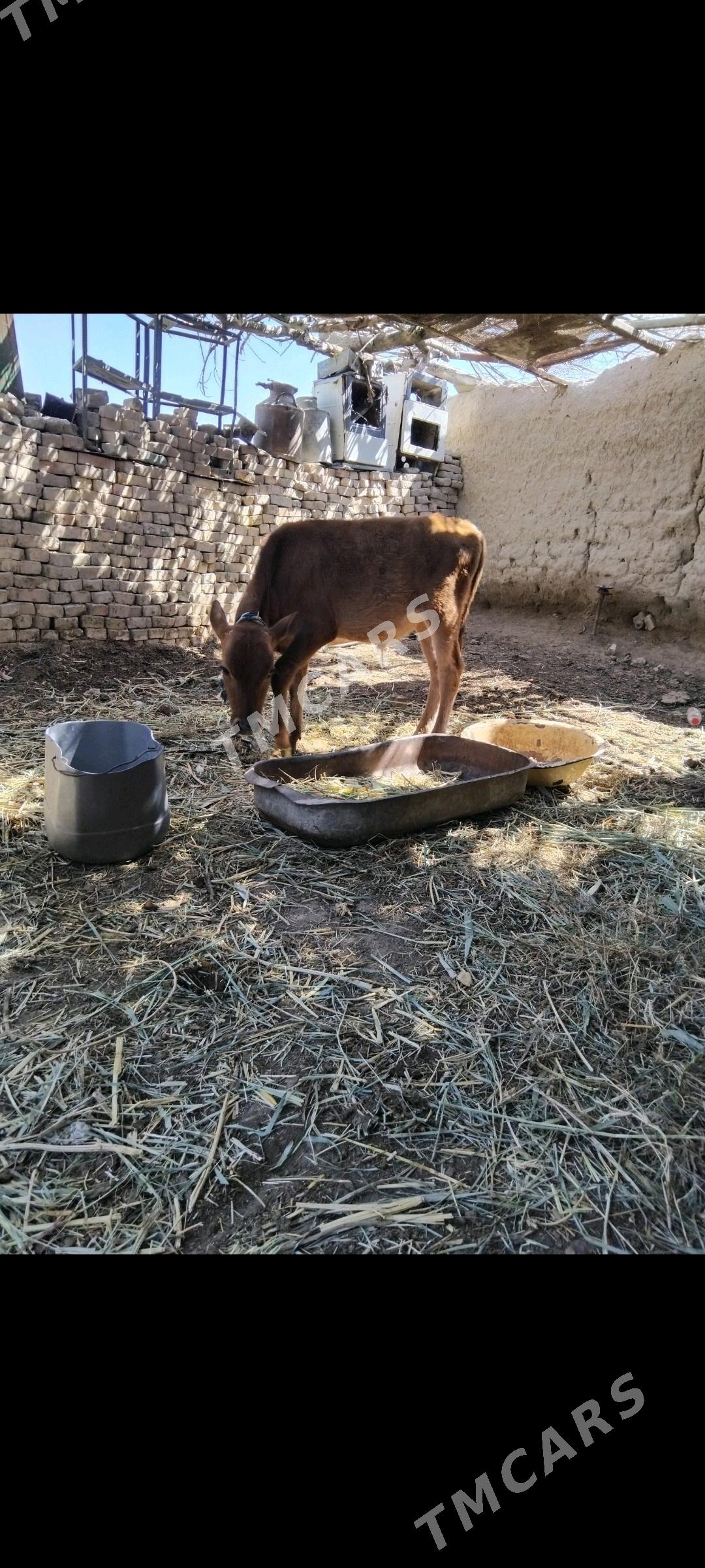 okusce - Wekilbazar - img 2